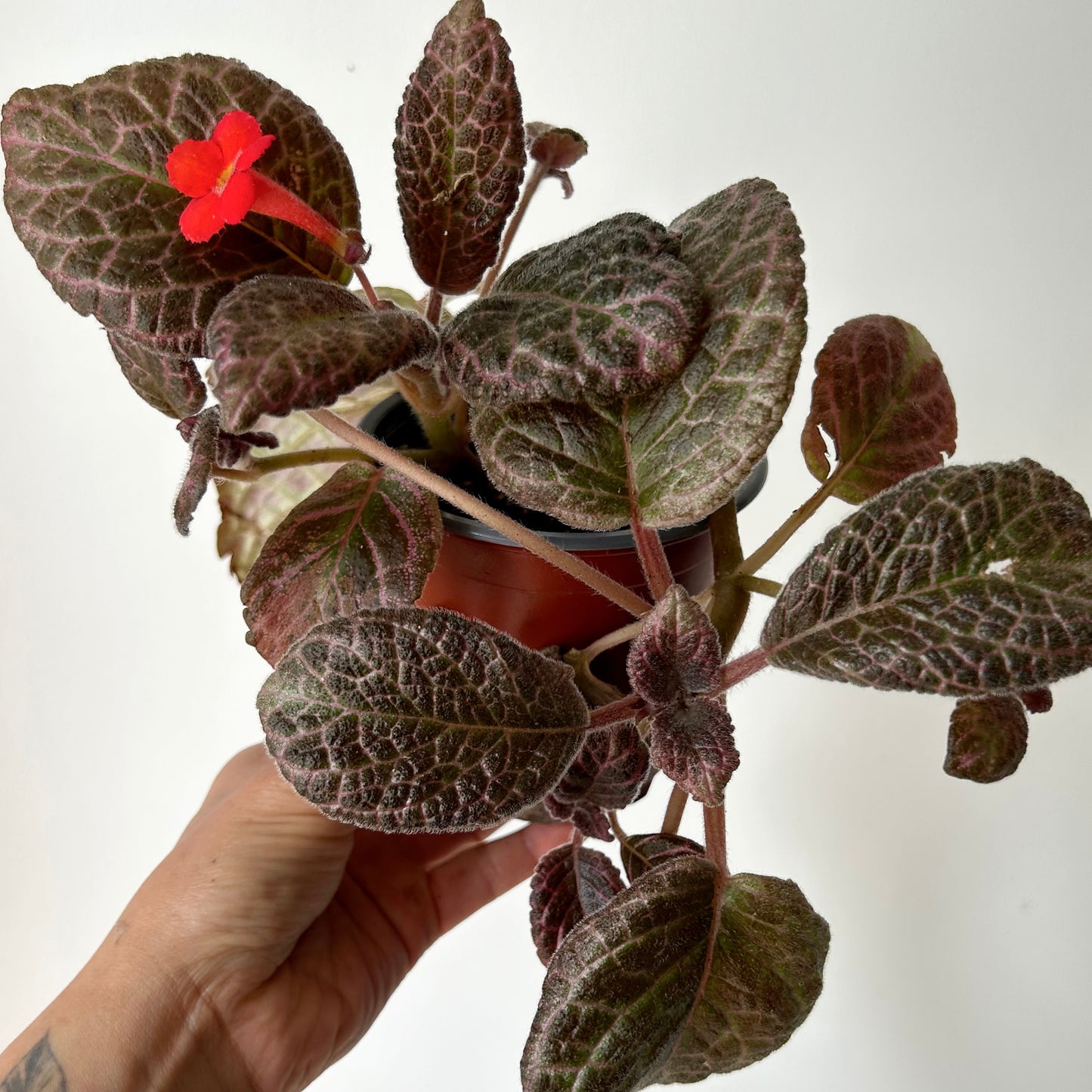 Episcia “Country Kitten” 4”pot