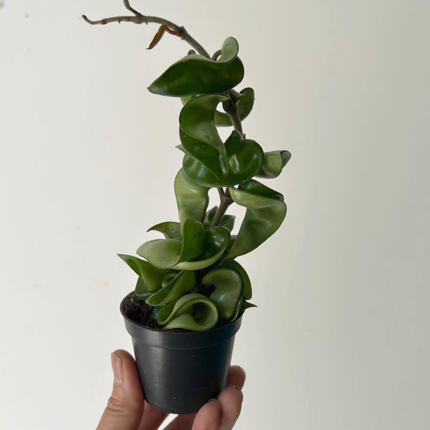 Rope Hoya (Carnosa compacta) 2.5”pot