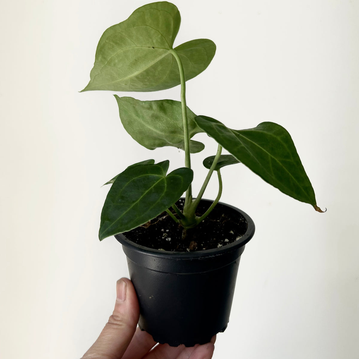 Anthurium Clarinervium 3.5”pot
