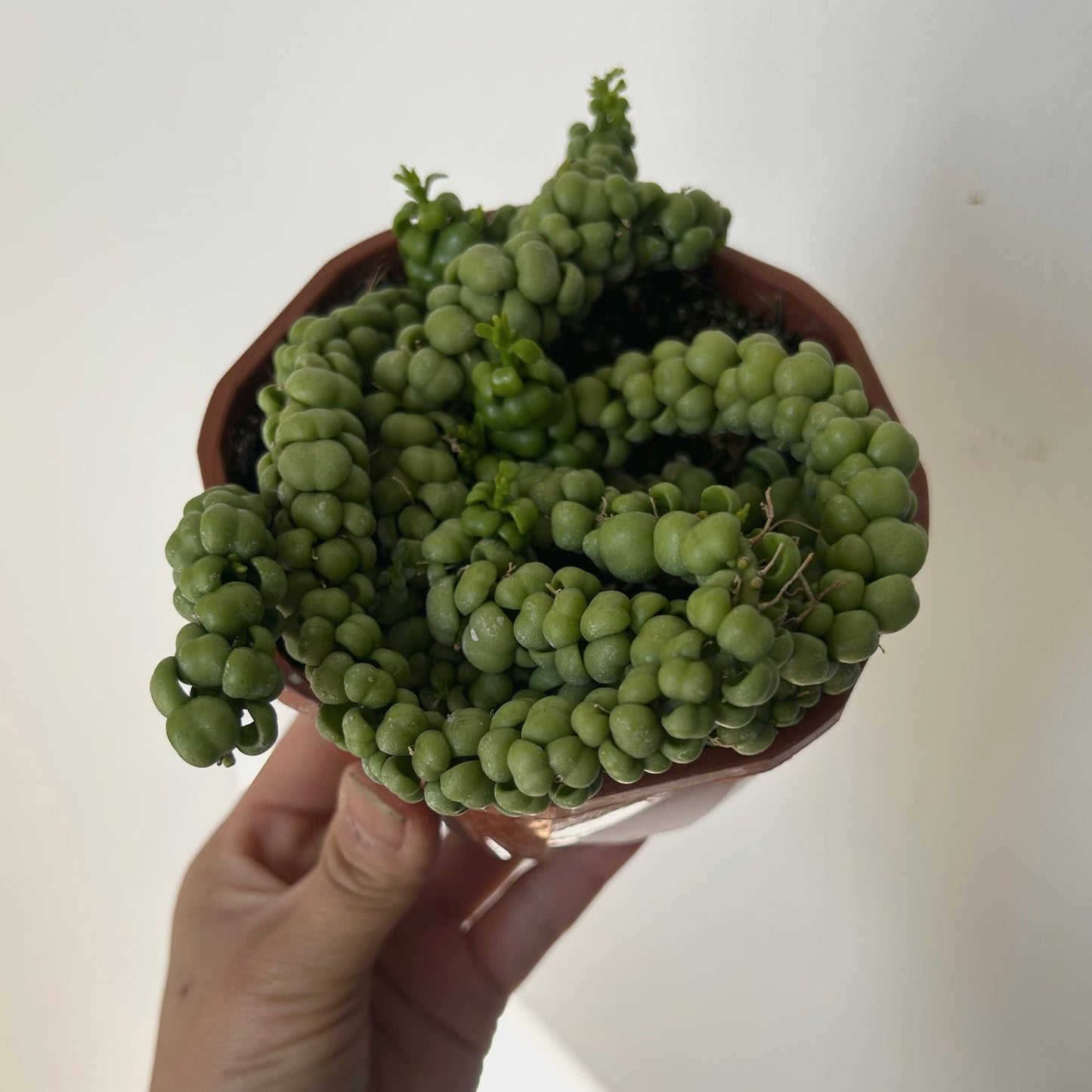 Dischidia “Dragon Jade” 4.5” hanging basket