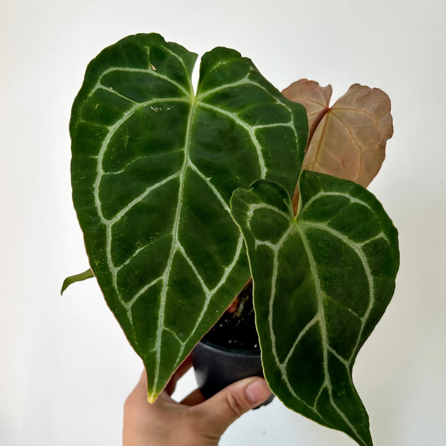 Anthurium crystallinum 3.5”pot