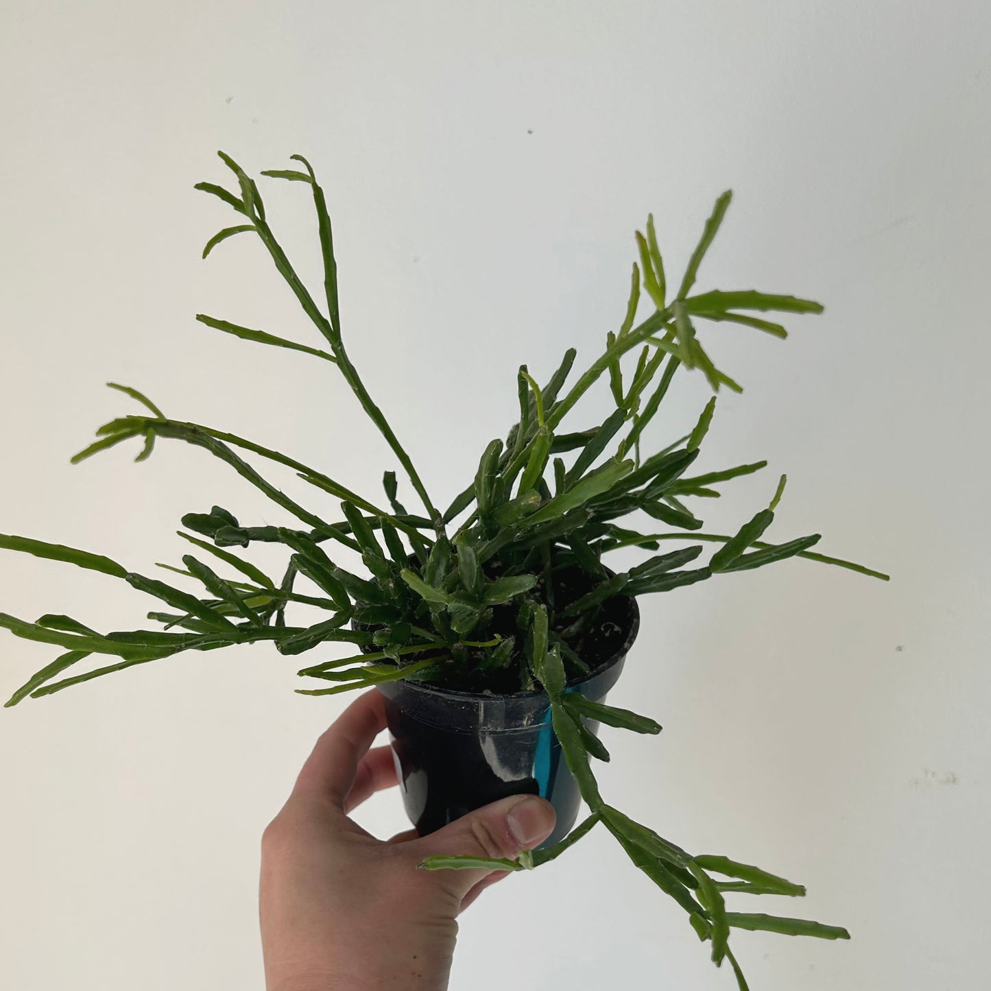 Rhipsalis Ewaldiana 4” pot