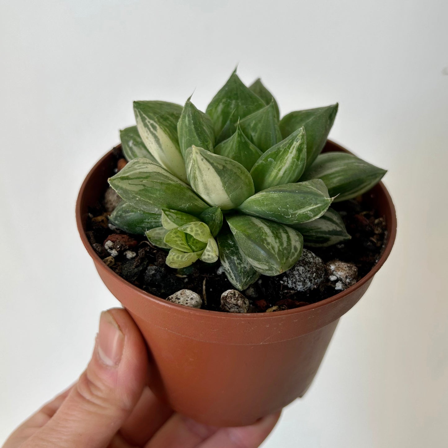 Variegated Haworthia cuspidata 3.5” pot