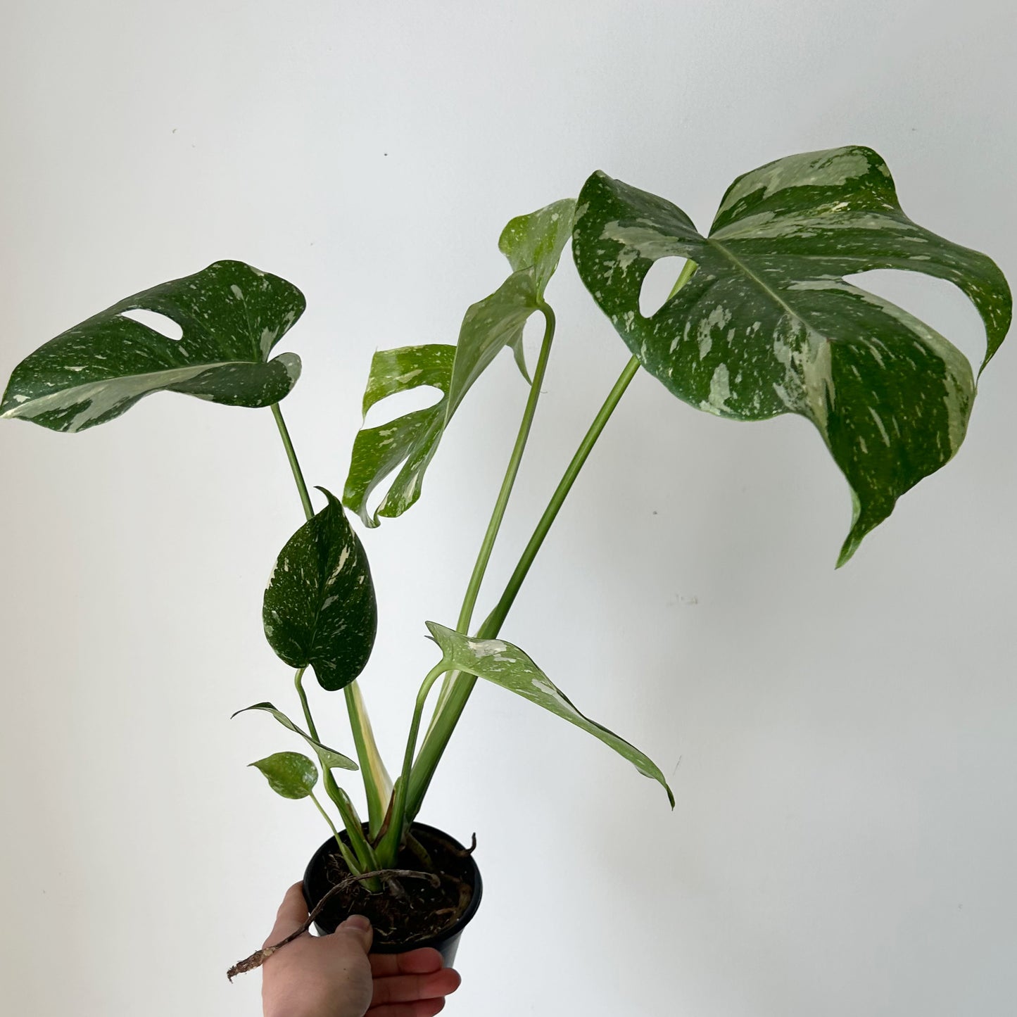 Monstera “Thai Constellation" 3.5”pot