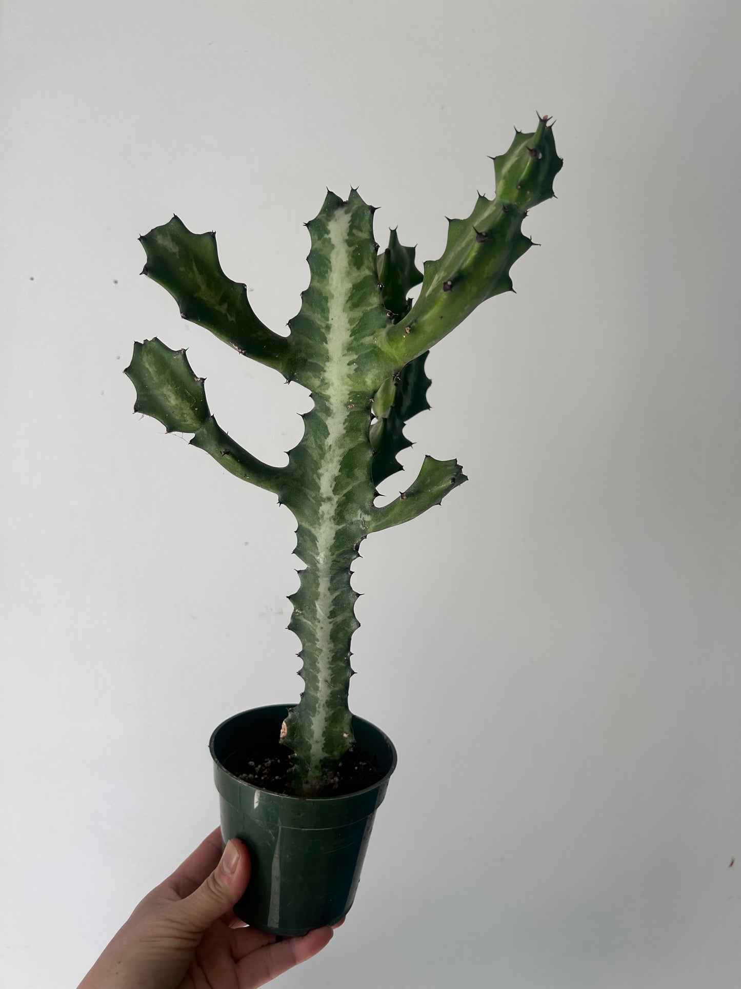 Variegated Euphorbia lactea “Milkstripe” 4” pot