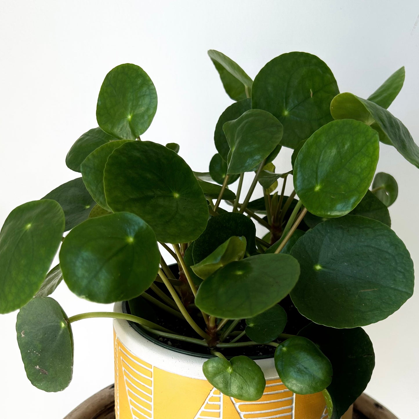 Chinese Money Plant (Pilea Peperomioides) 6”pot