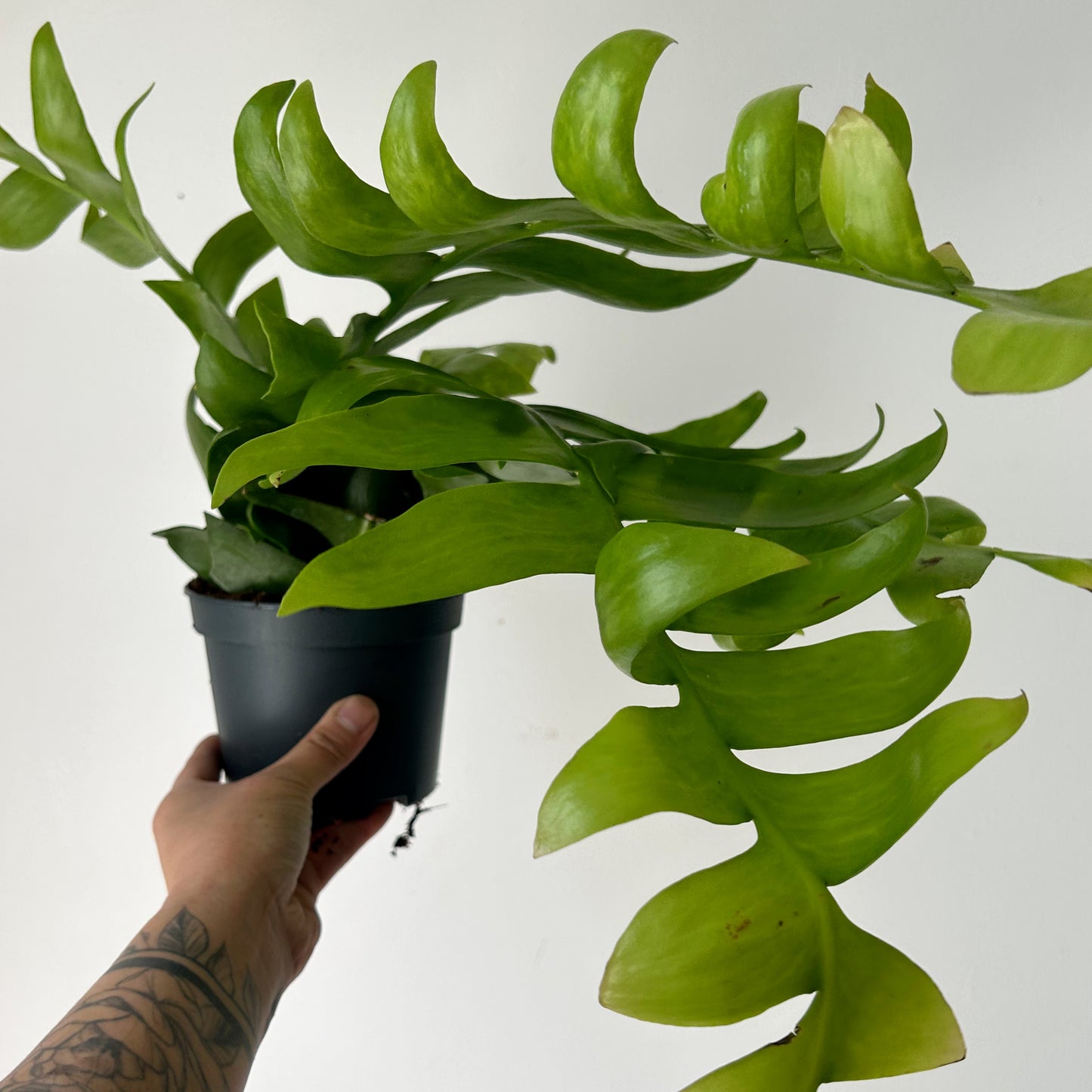 Fernleaf Orchid Cactus (Selenicereus chrysocardium) 5”pot