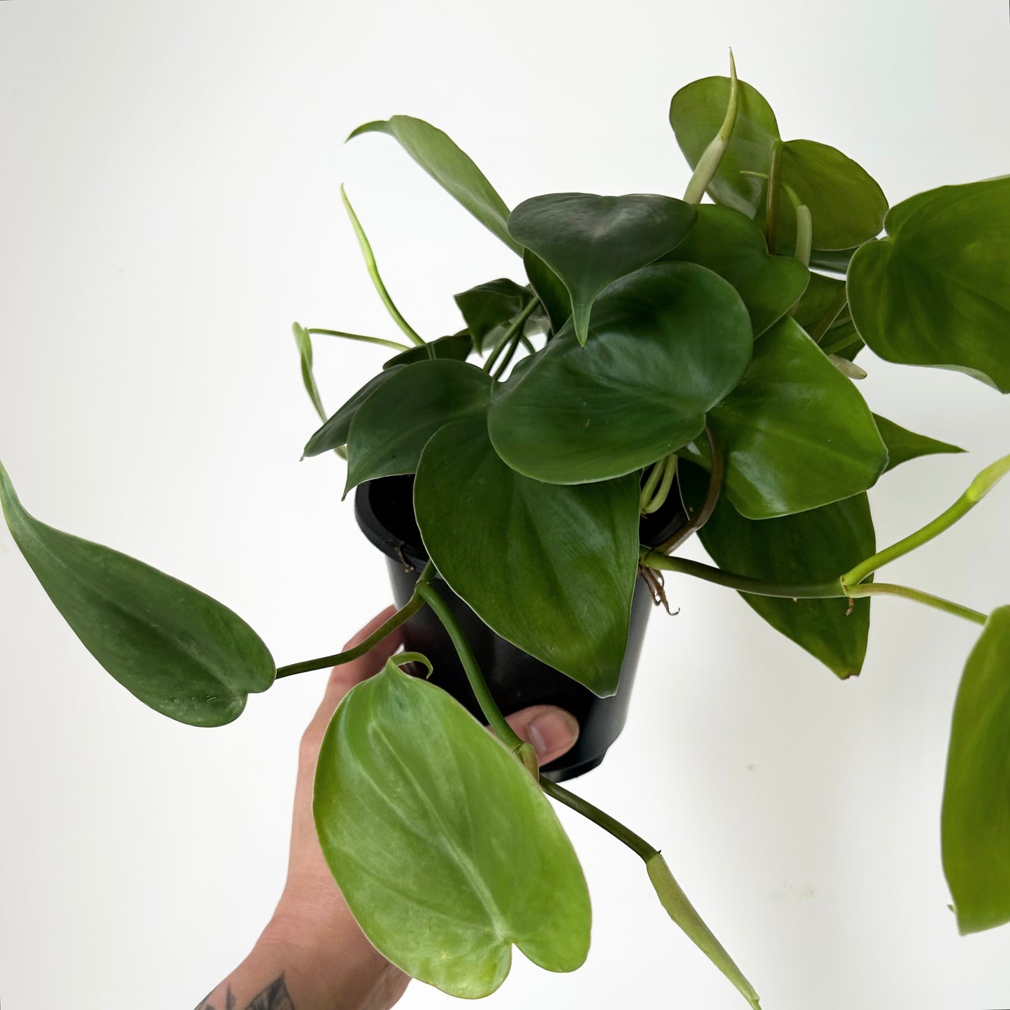 Heartleaf Philodendron(Cordatum) 3.5”pot