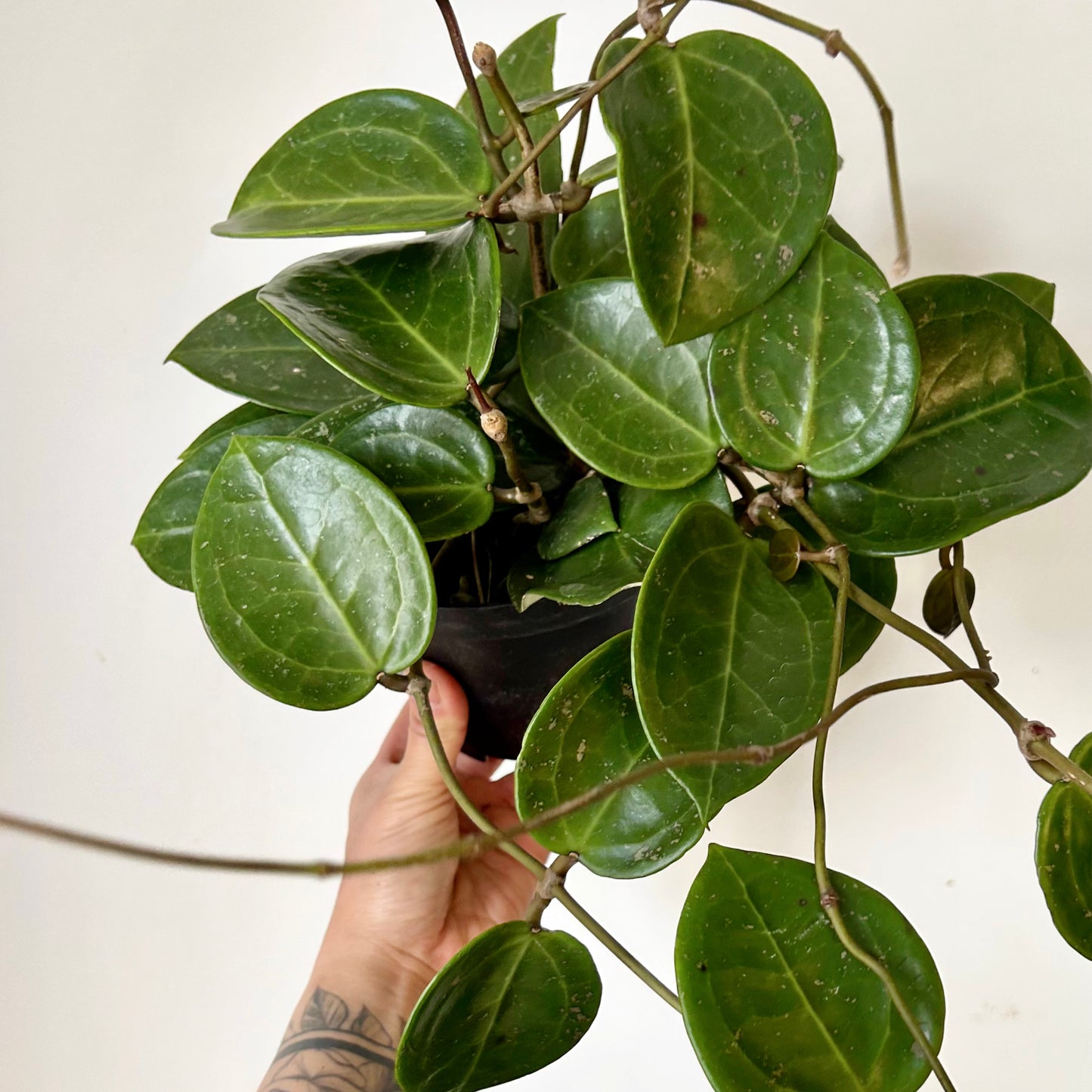 Hoya verticillata (Heart-Shaped Leaves) 6” pot
