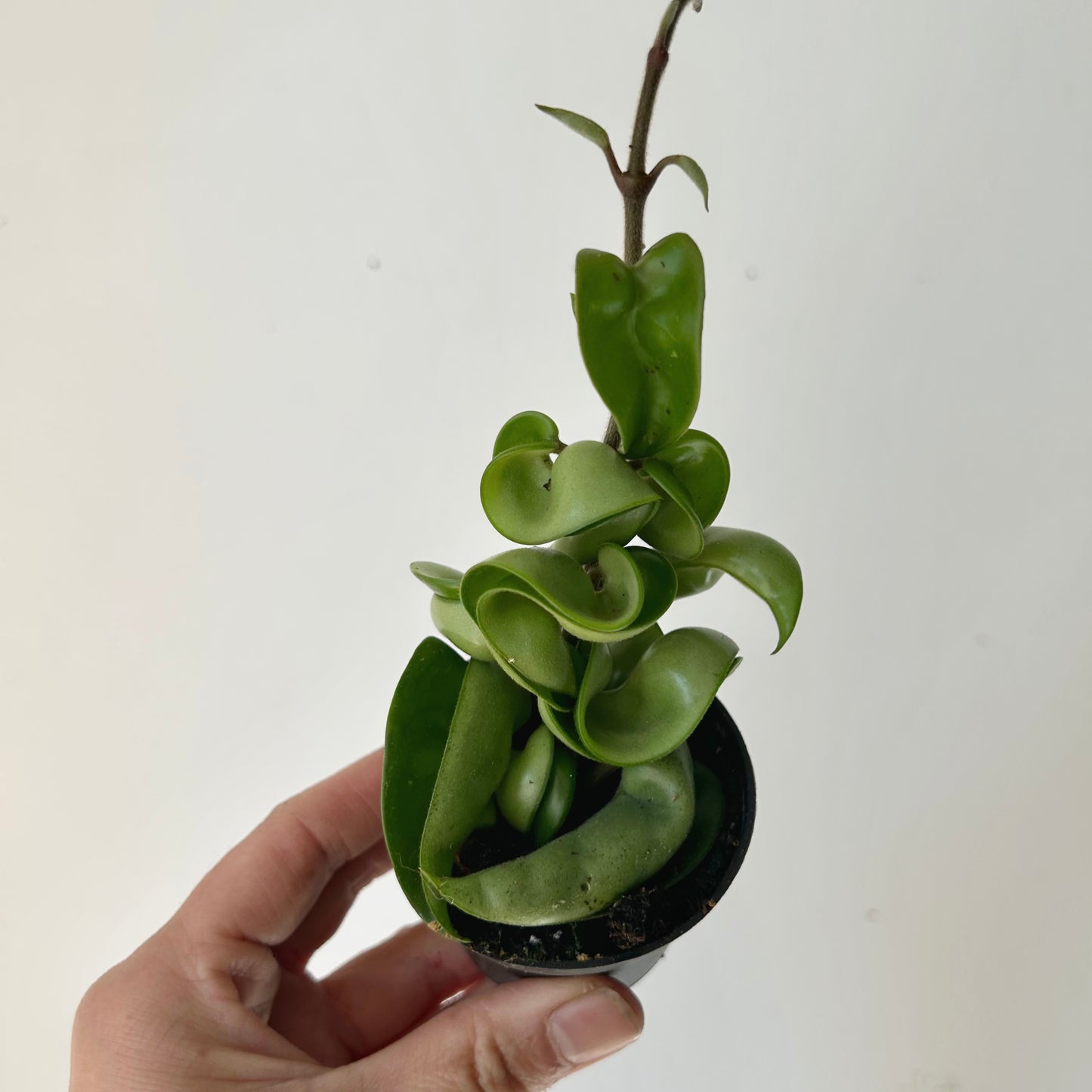 Rope Hoya (Carnosa compacta) 2.5”pot