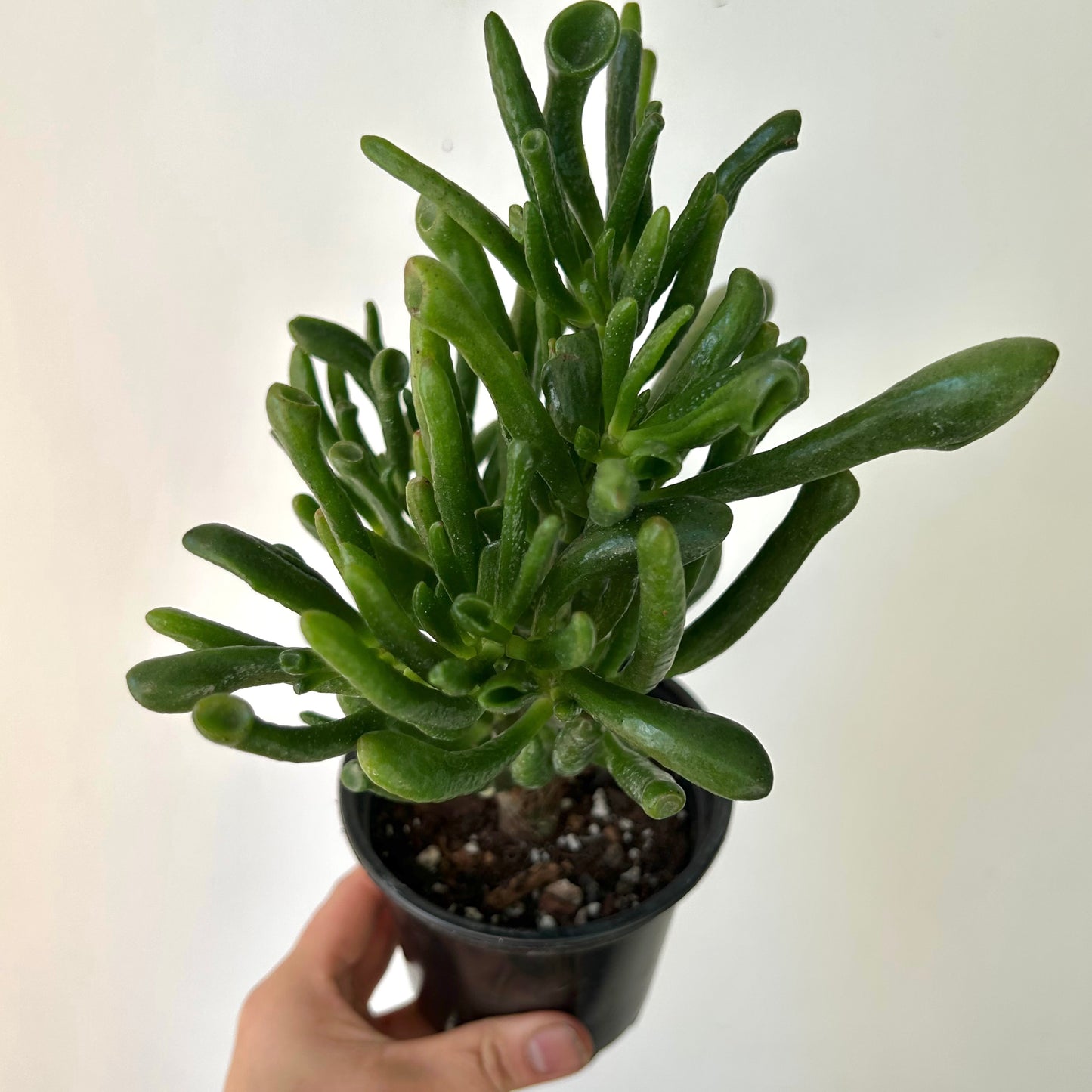 Hobbit Jade (Crassula) 4” pot