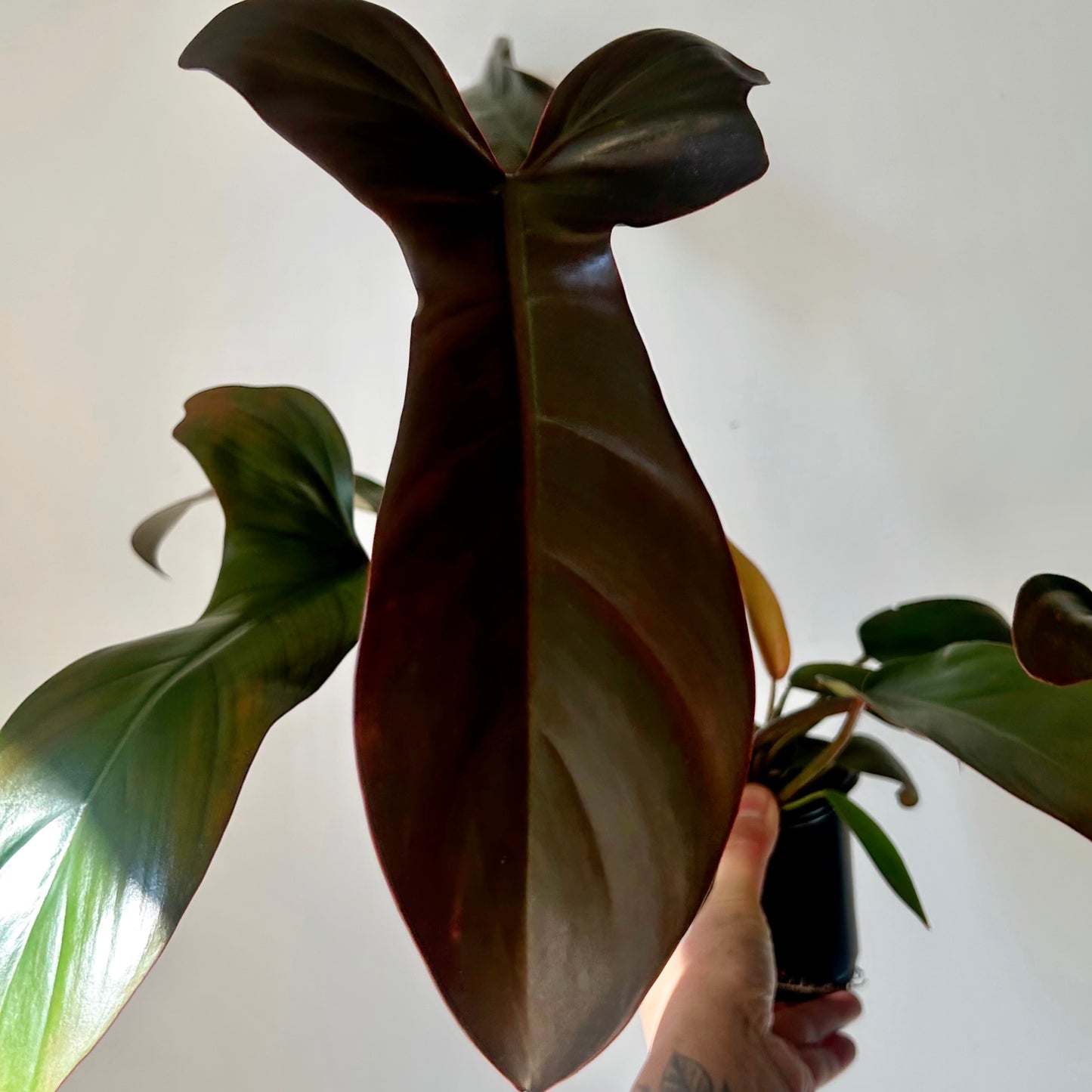 Philodendron Florida Bronze 3.5" pot
