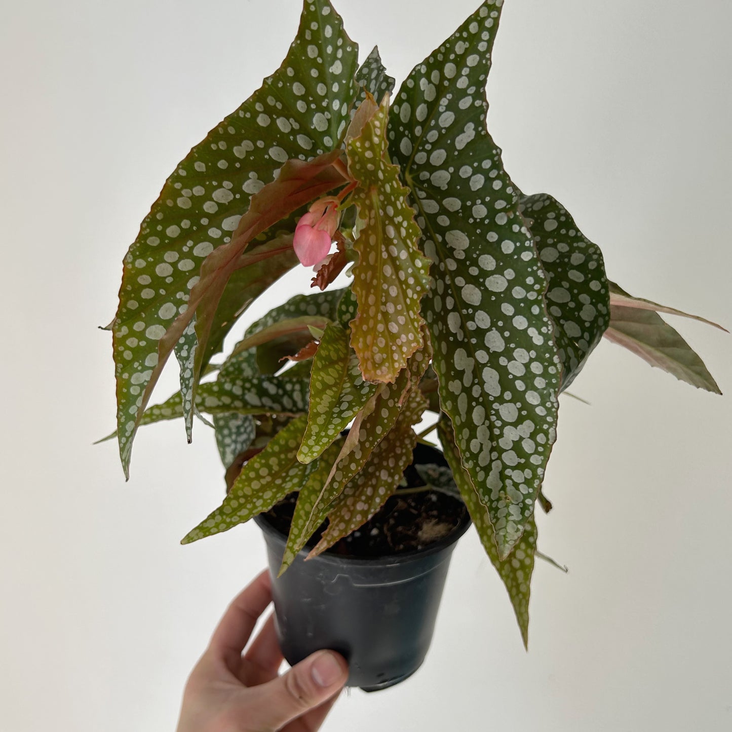 Begonia Maculata “Double Dot” 4”pot