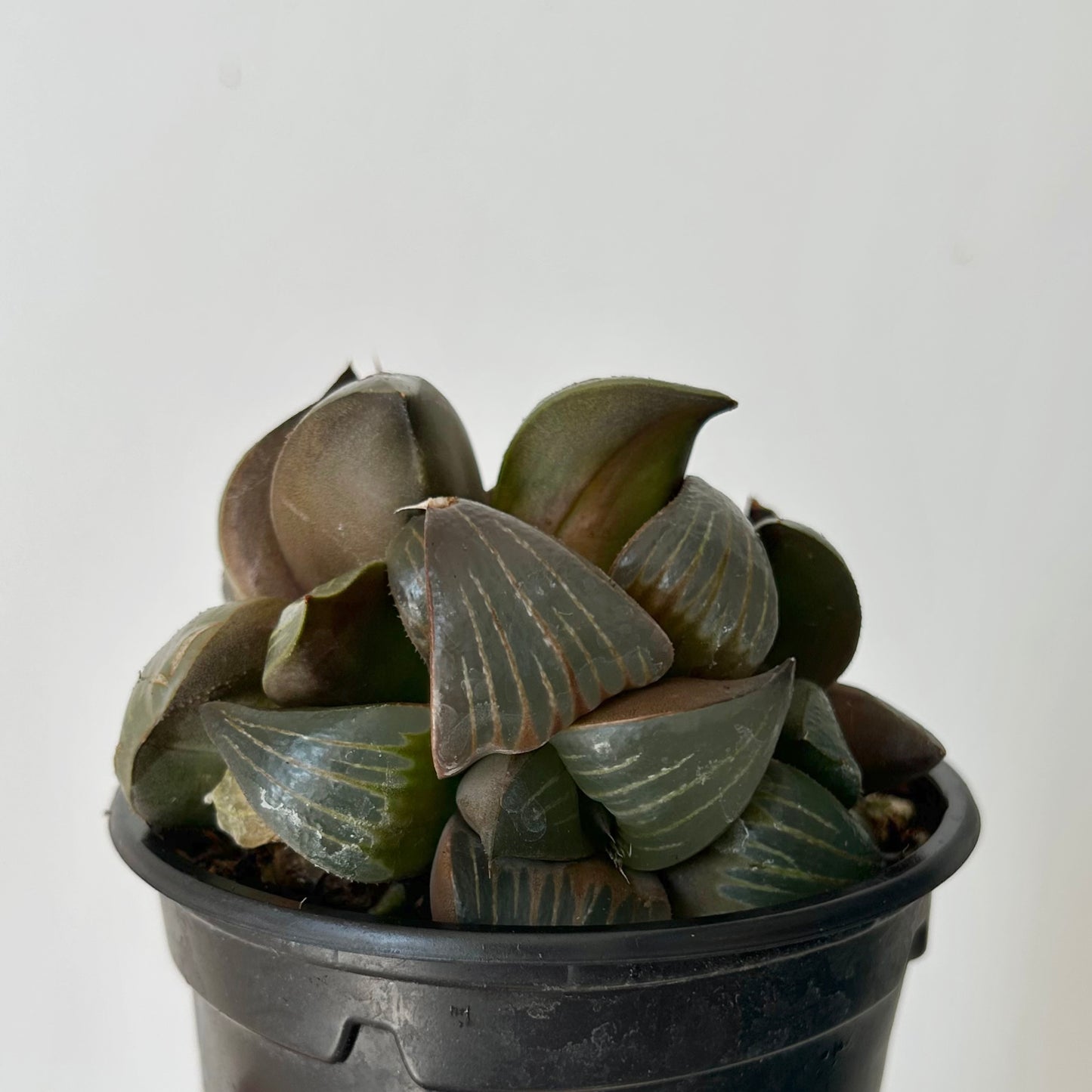Haworthia xishan 3.5” pot