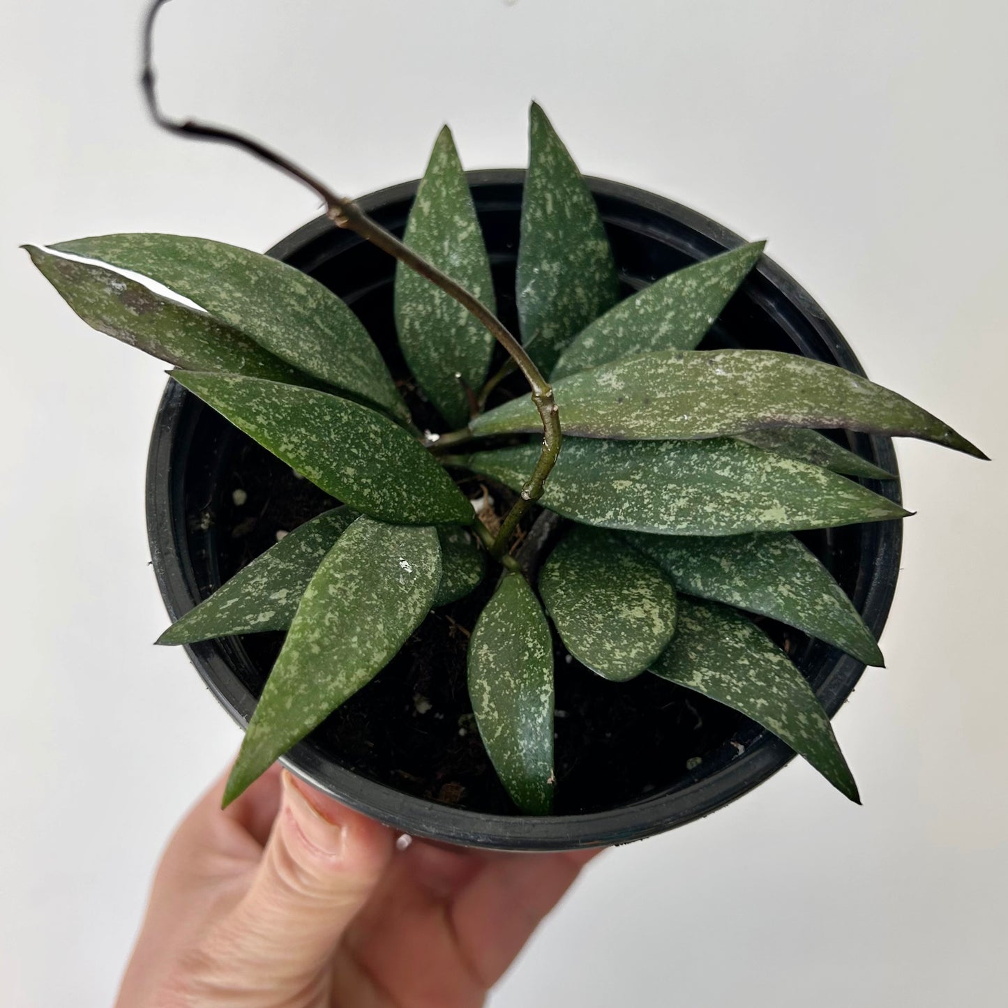 Hoya parviflora splash 4”pot