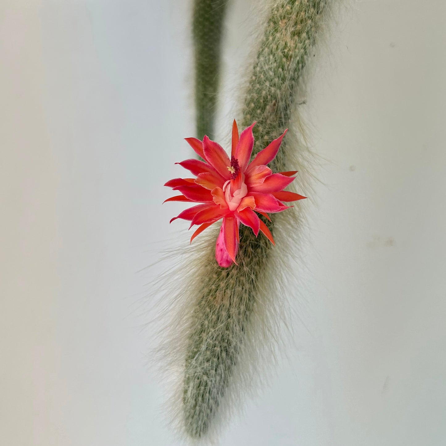 Monkey Tail Cactus (Cleistocactus colademononis) 10”hanging basket