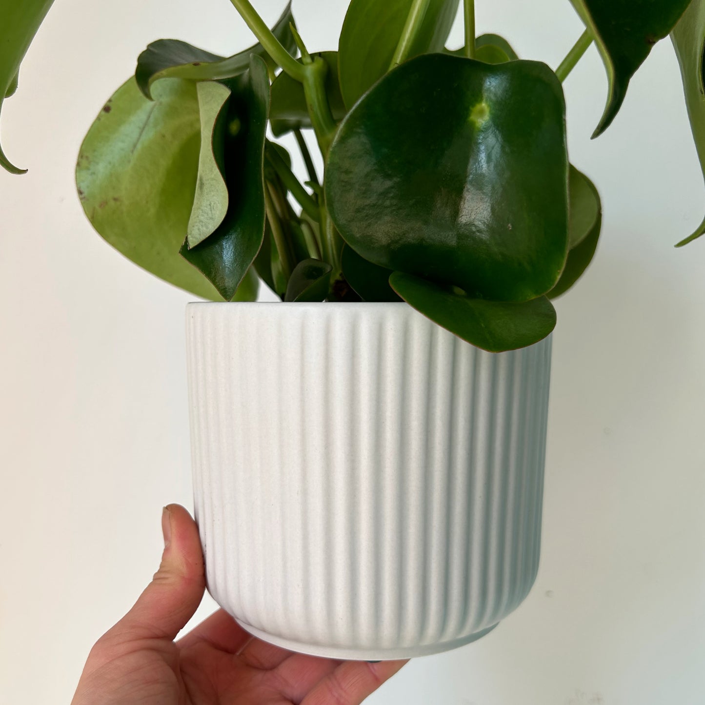 LUNA MATTE Vertical Stripe Decorative Pot 5”x4.75” (available in two colours)