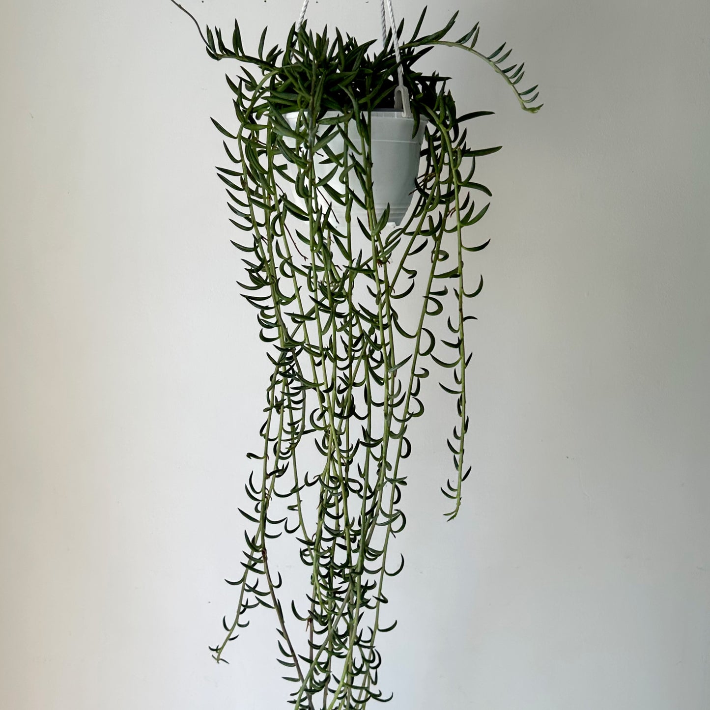 String of Fishhooks (Senecio) 6” hanging basket