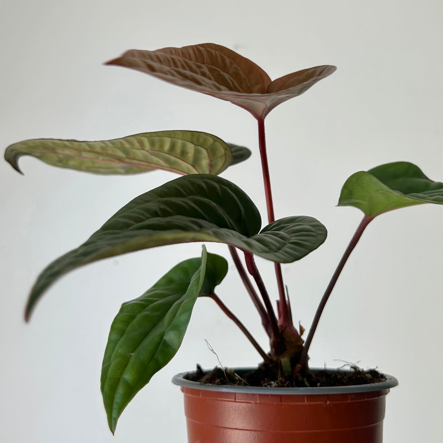 Anthurium Luxurians X Radicans (Hybrid) 4”pot