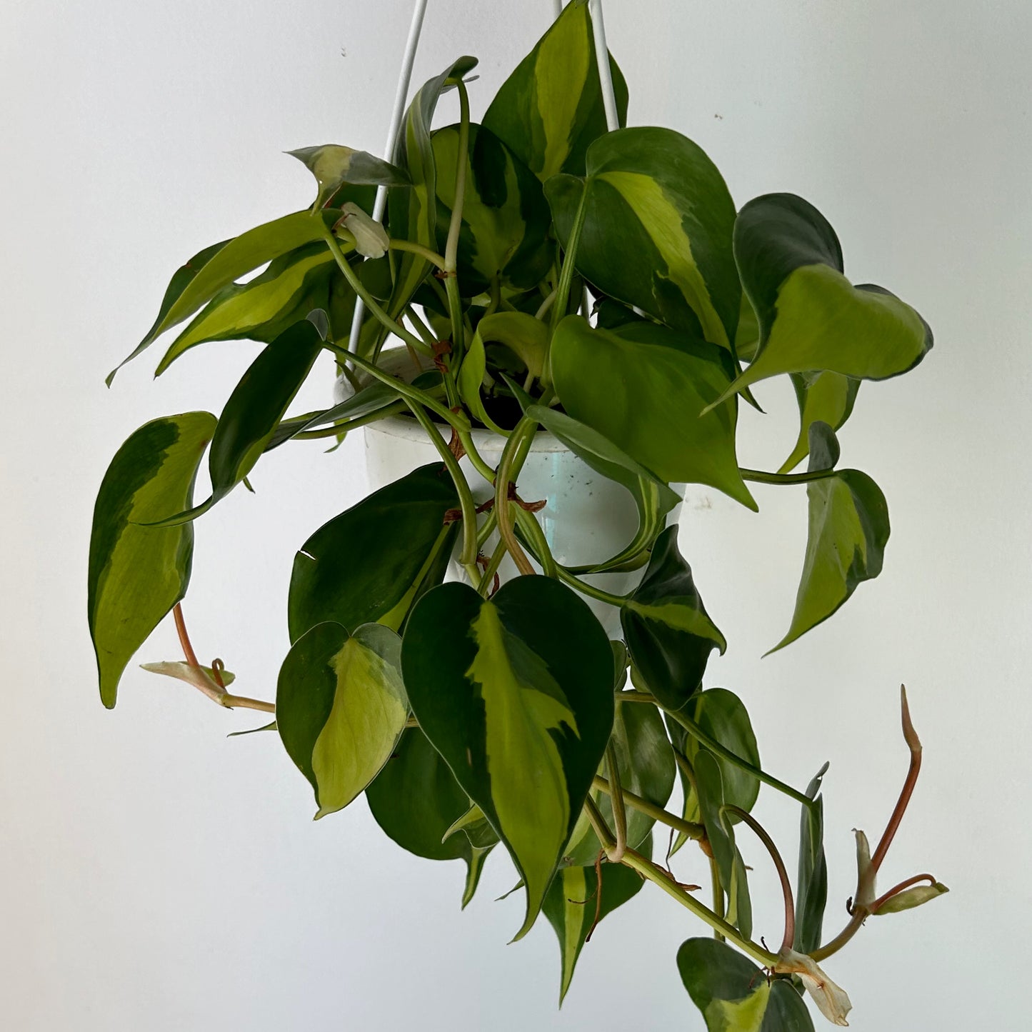 Philodendron Heartleaf “Brazil” 6”hanging basket