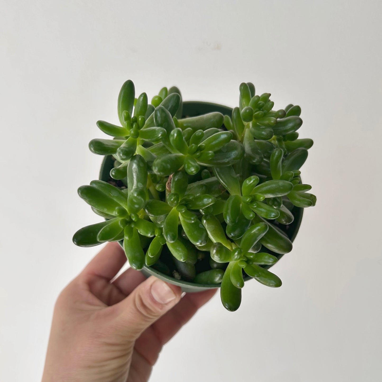Jelly Bean Plant (Sedum rubrotinctum) 4”pot