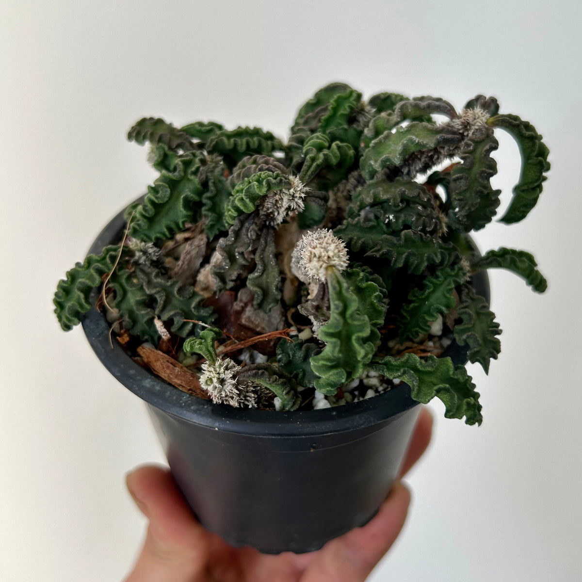 Euphorbia decaryi 3.5” pot