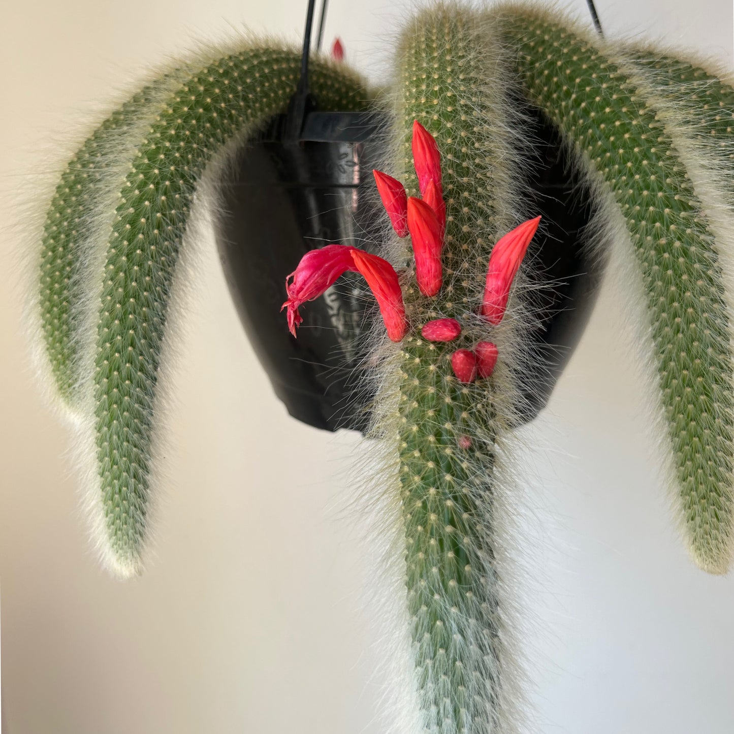 Monkey Tail Cactus (Cleistocactus colademononis) 10”hanging basket