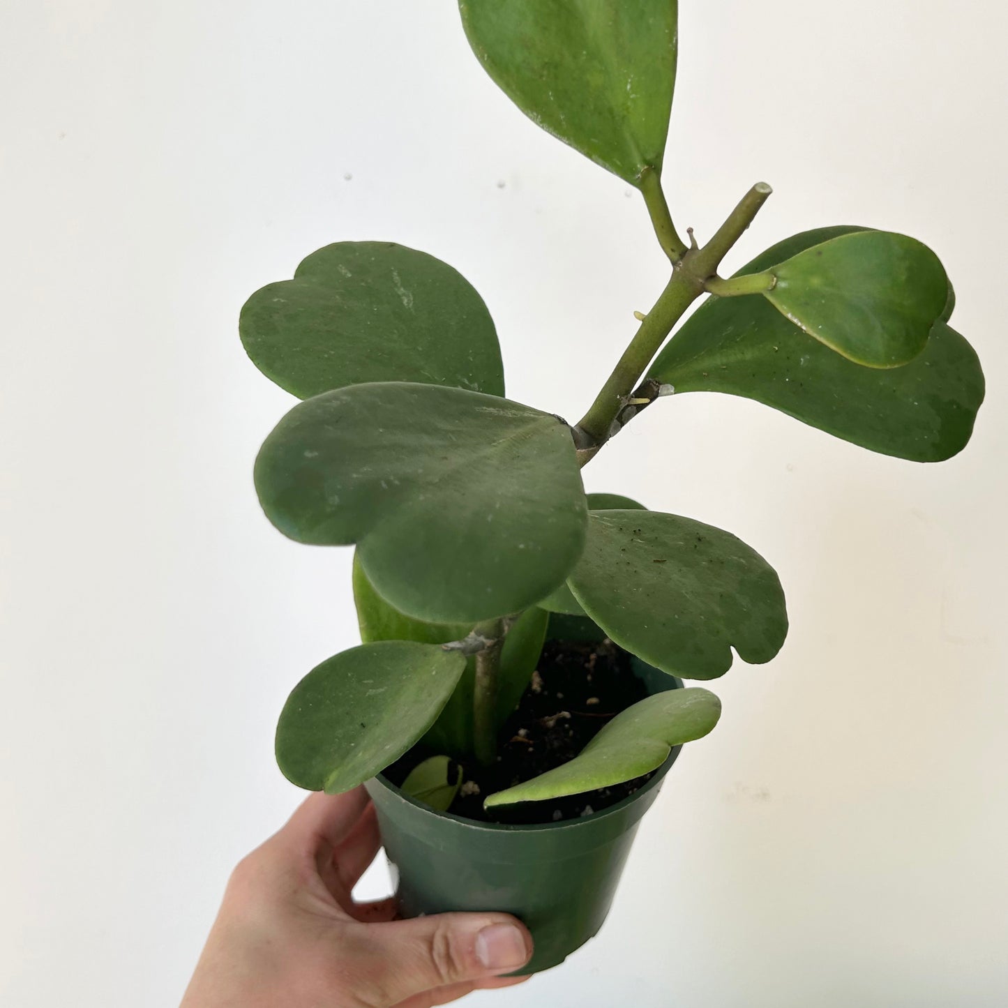 Sweetheart Hoya Vine (Kerrii) 4”pot