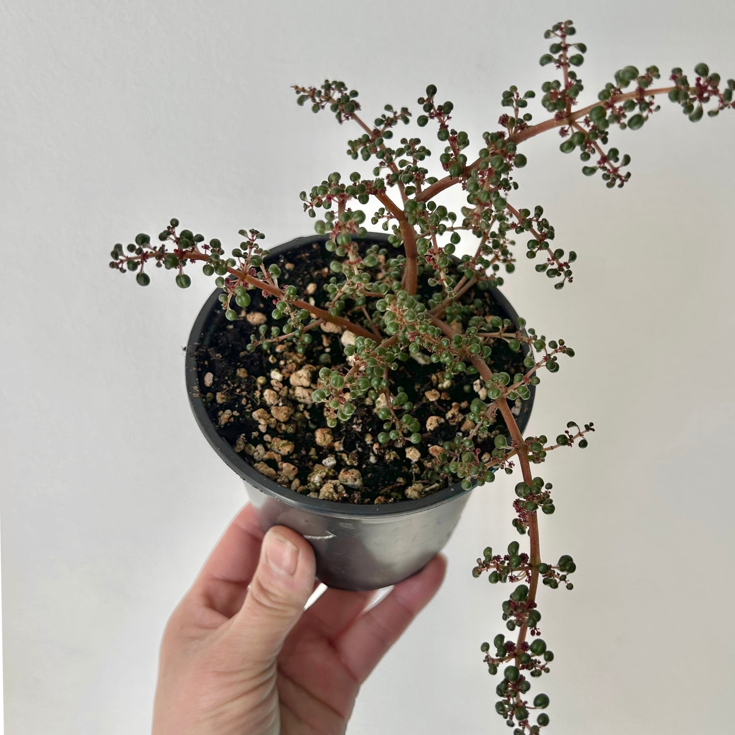 Pilea serpyllacea globosa 3.5”pot