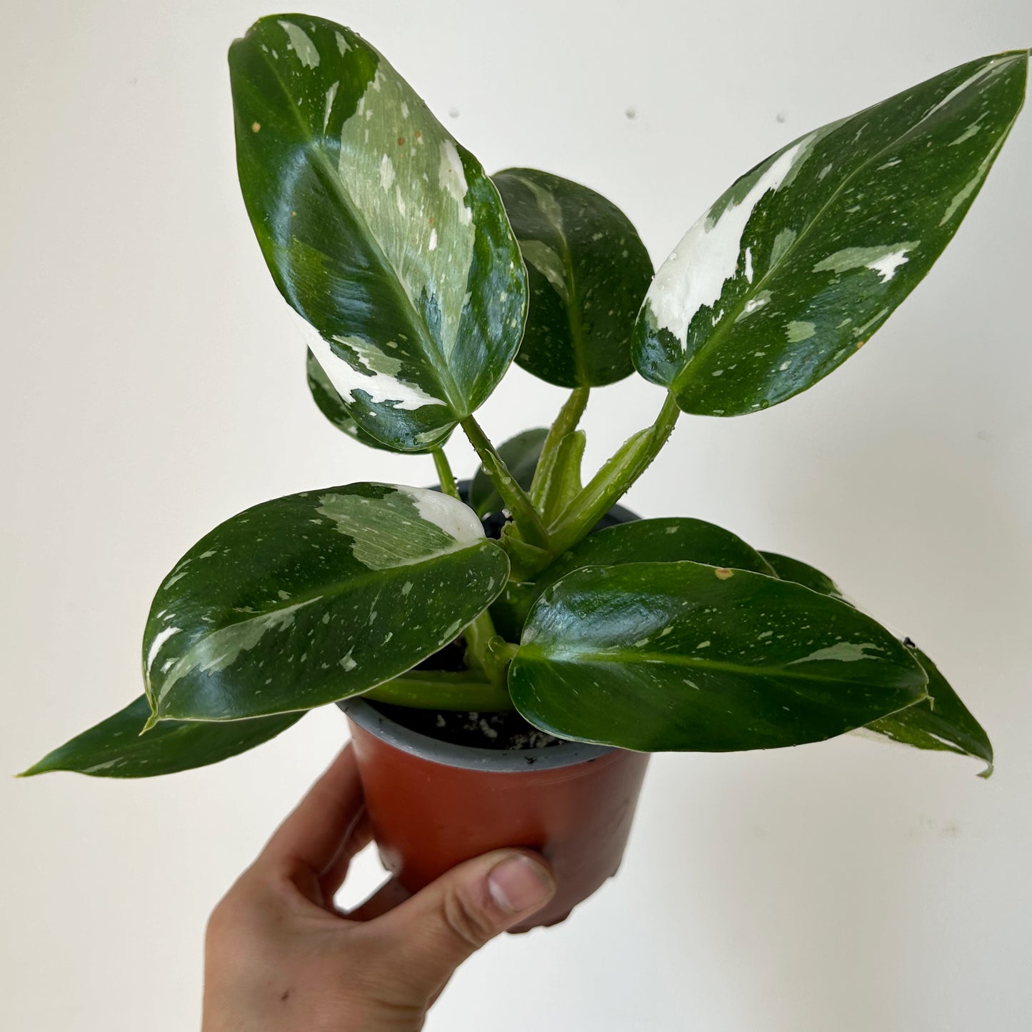 Philodendron "White Wizard" 4”pot