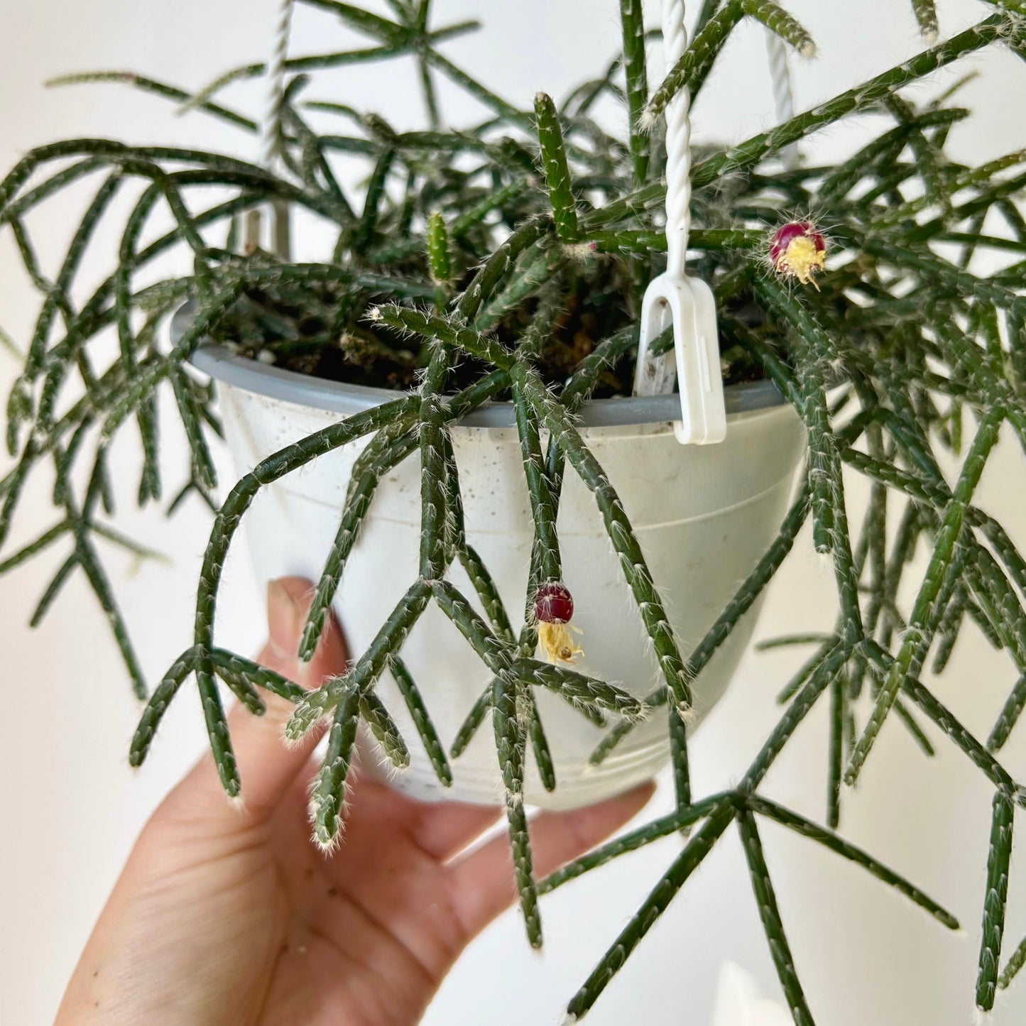 Hairy-Stemmed Rhipsalis (pilocarpa) 6” hanging basket