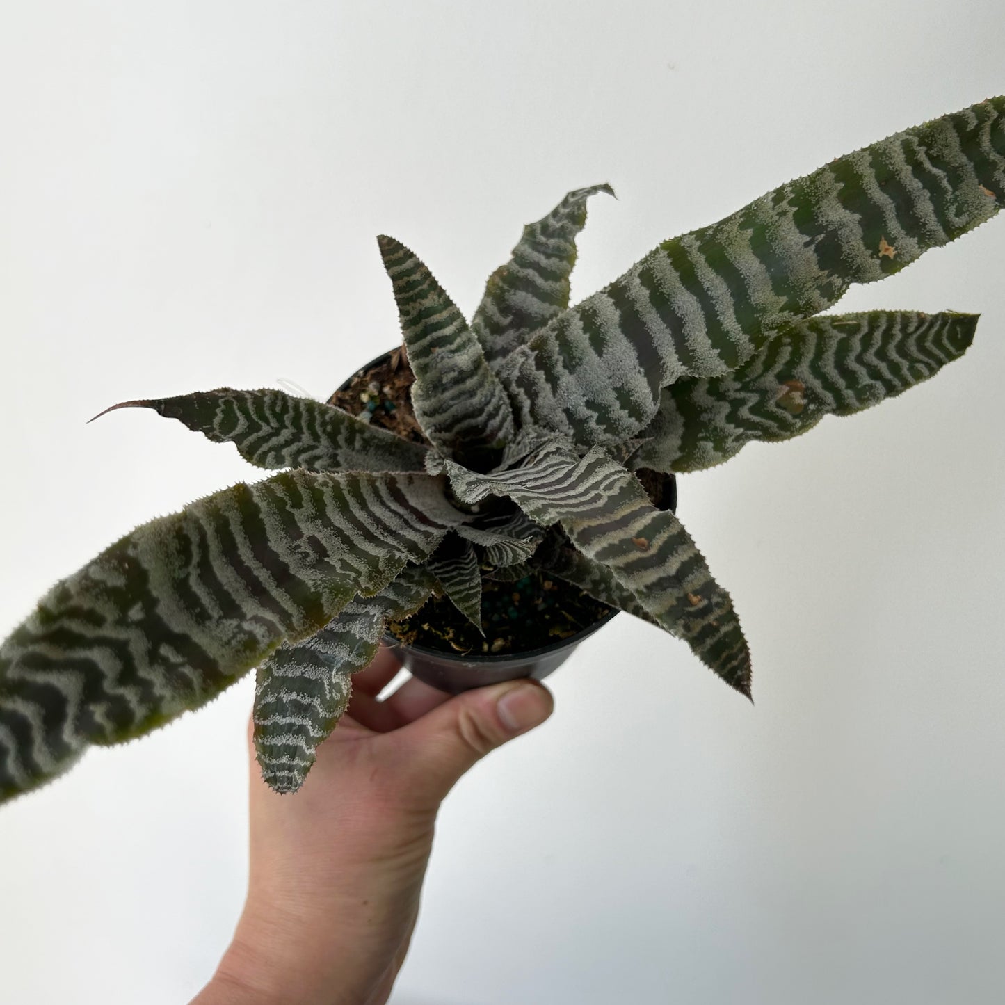 Earth Star cryptanthus zonatus 4” pot