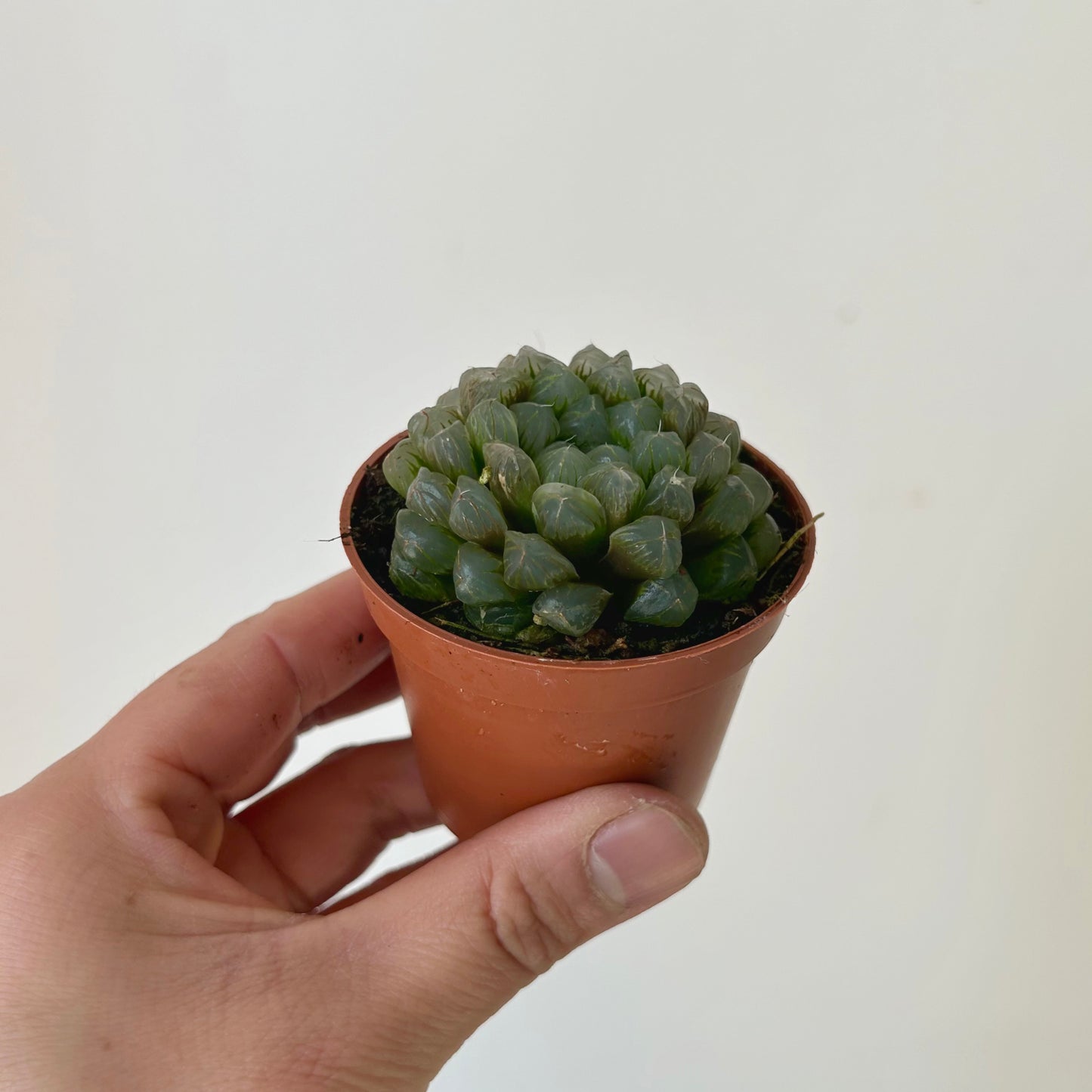 Haworthia cooperi 2.5" pot