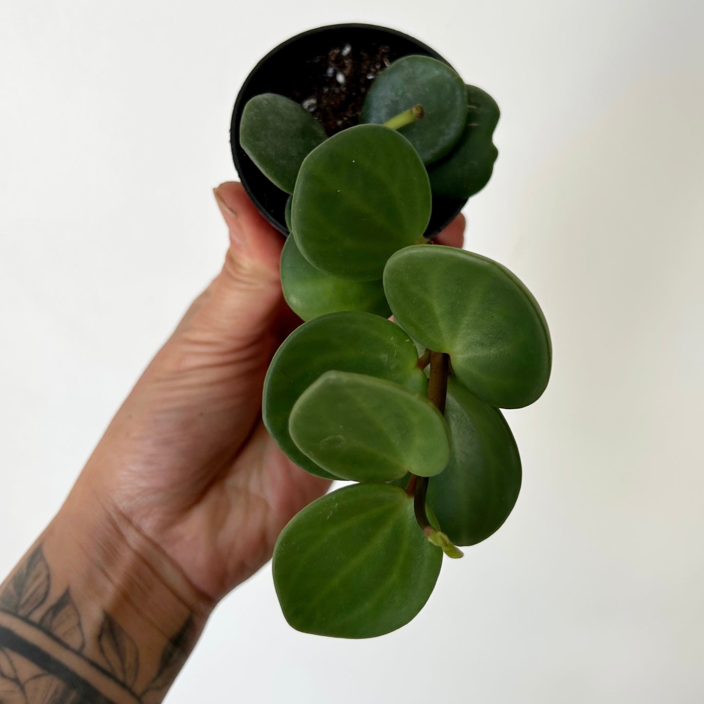 Peperomia tetraphylla “Hope" 2.5”pot