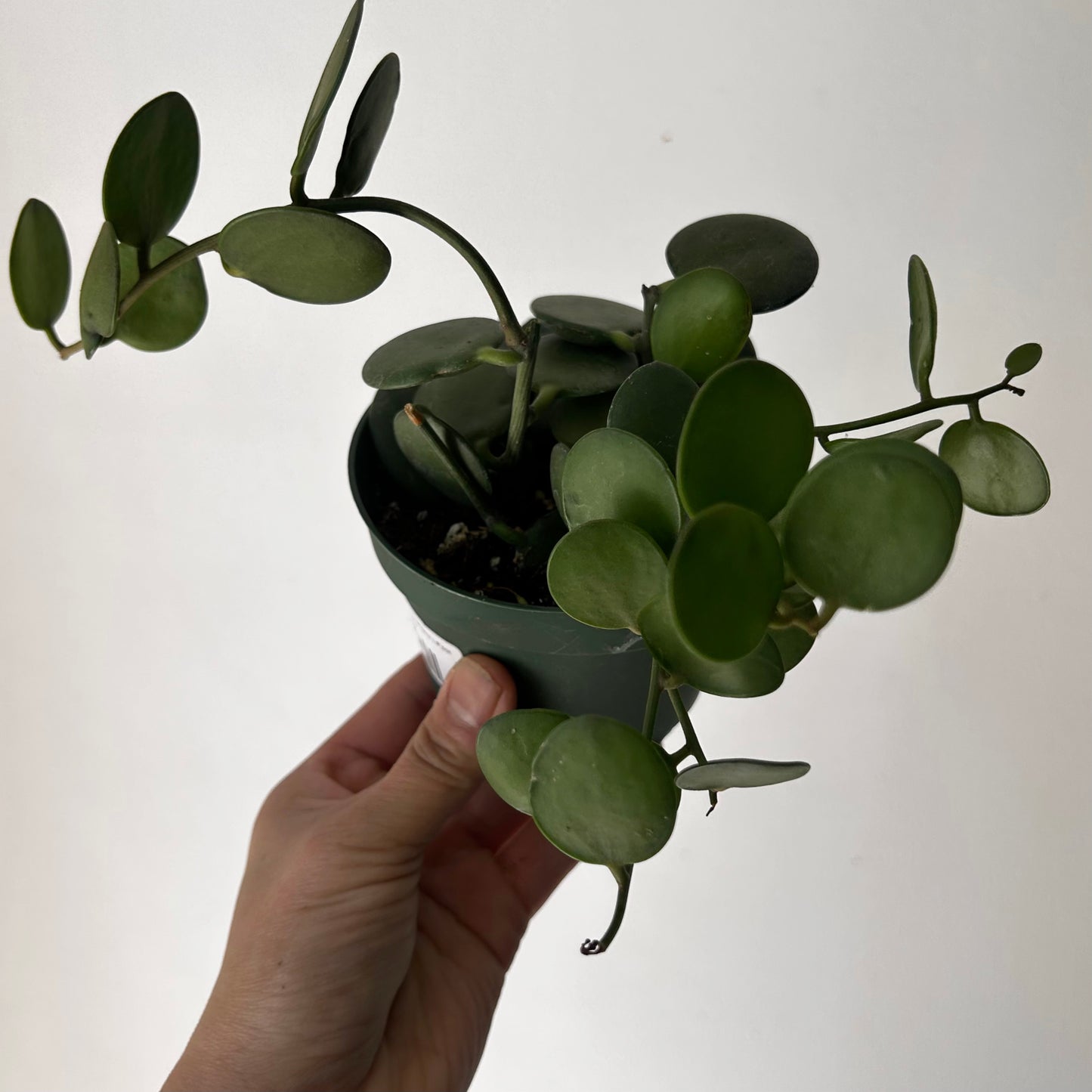 Silver Dollar Vine (Xerosicyos danguyi ) 4”pot