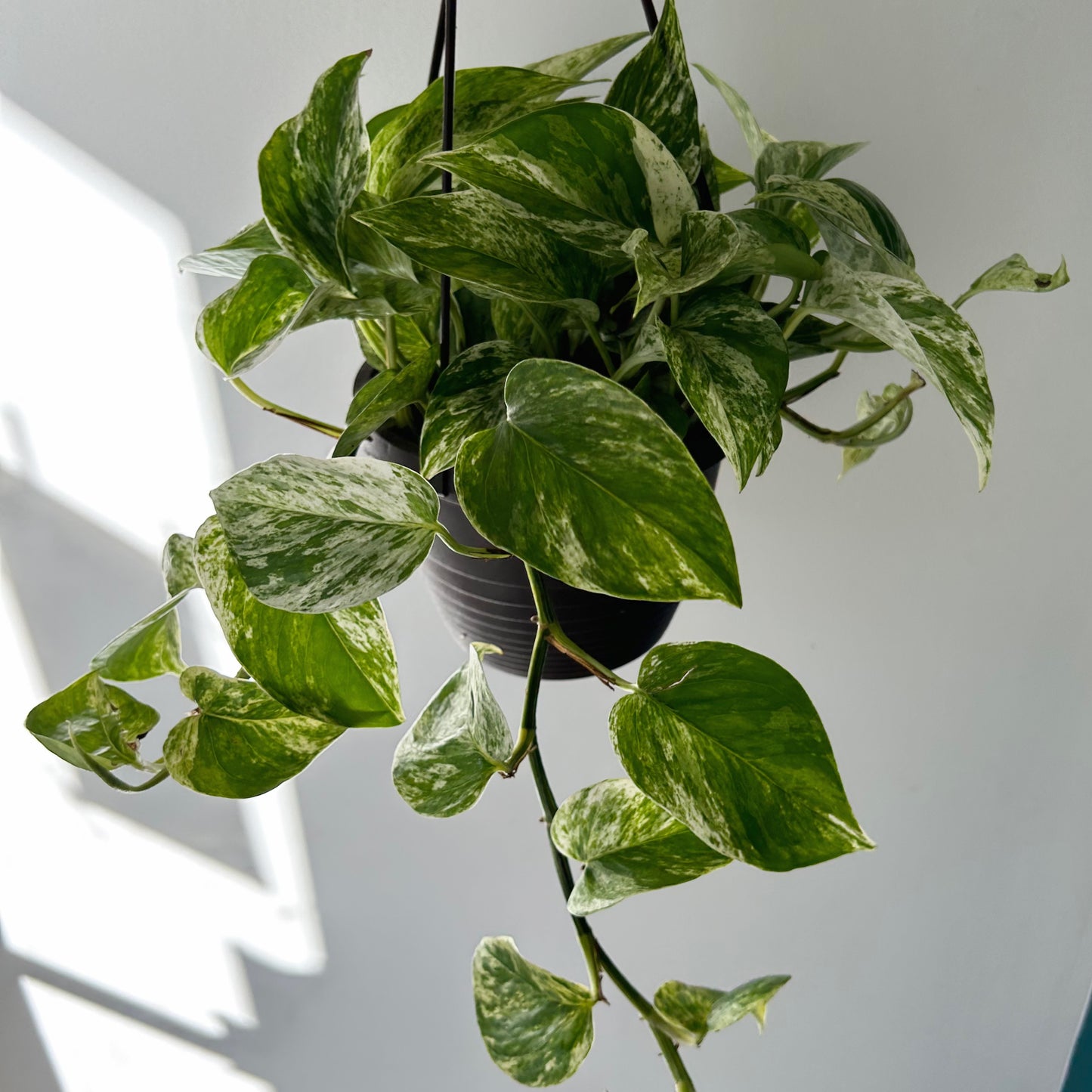 Pothos “Marble Queen” 6” hanging basket