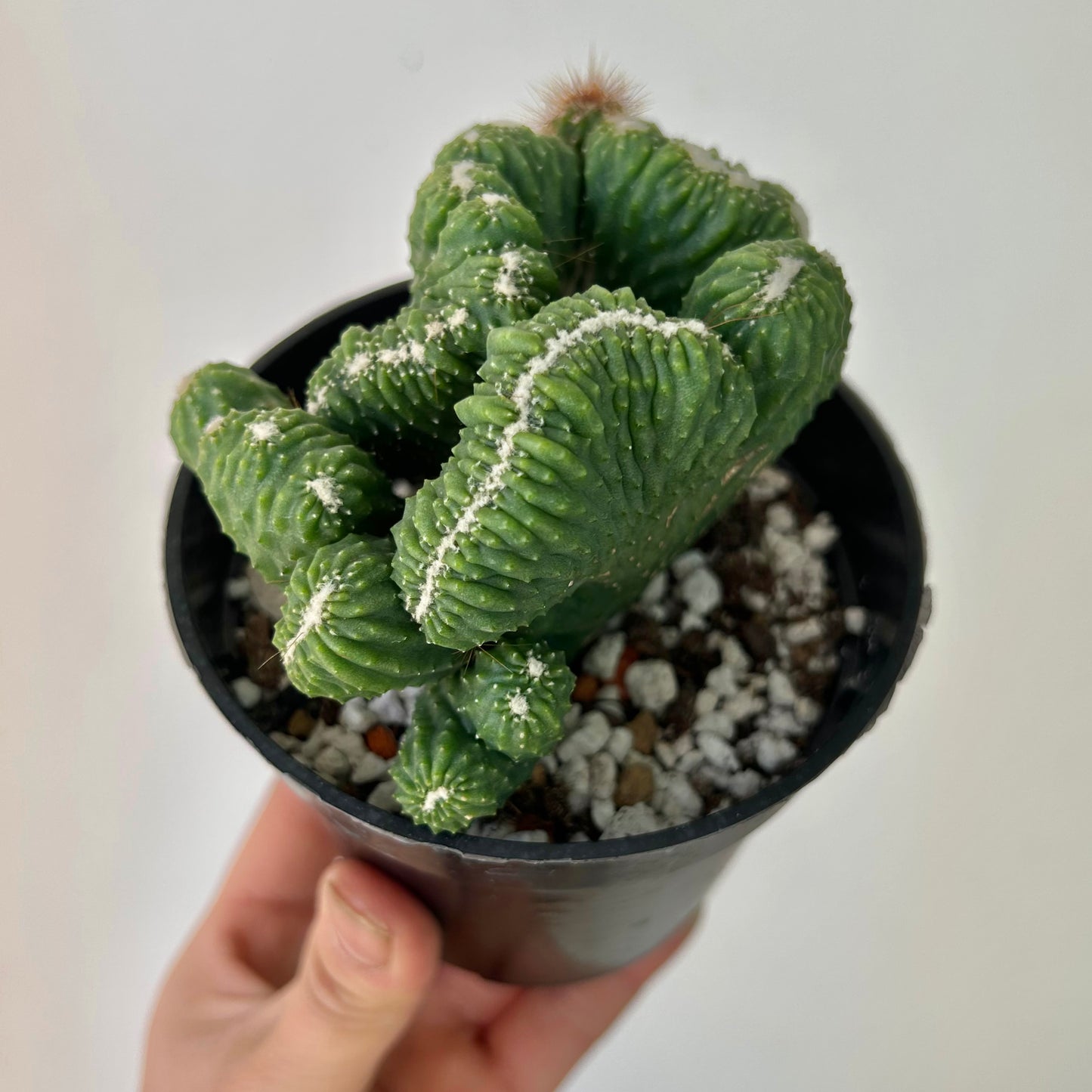 Crested Cereus monstrose 4” pot