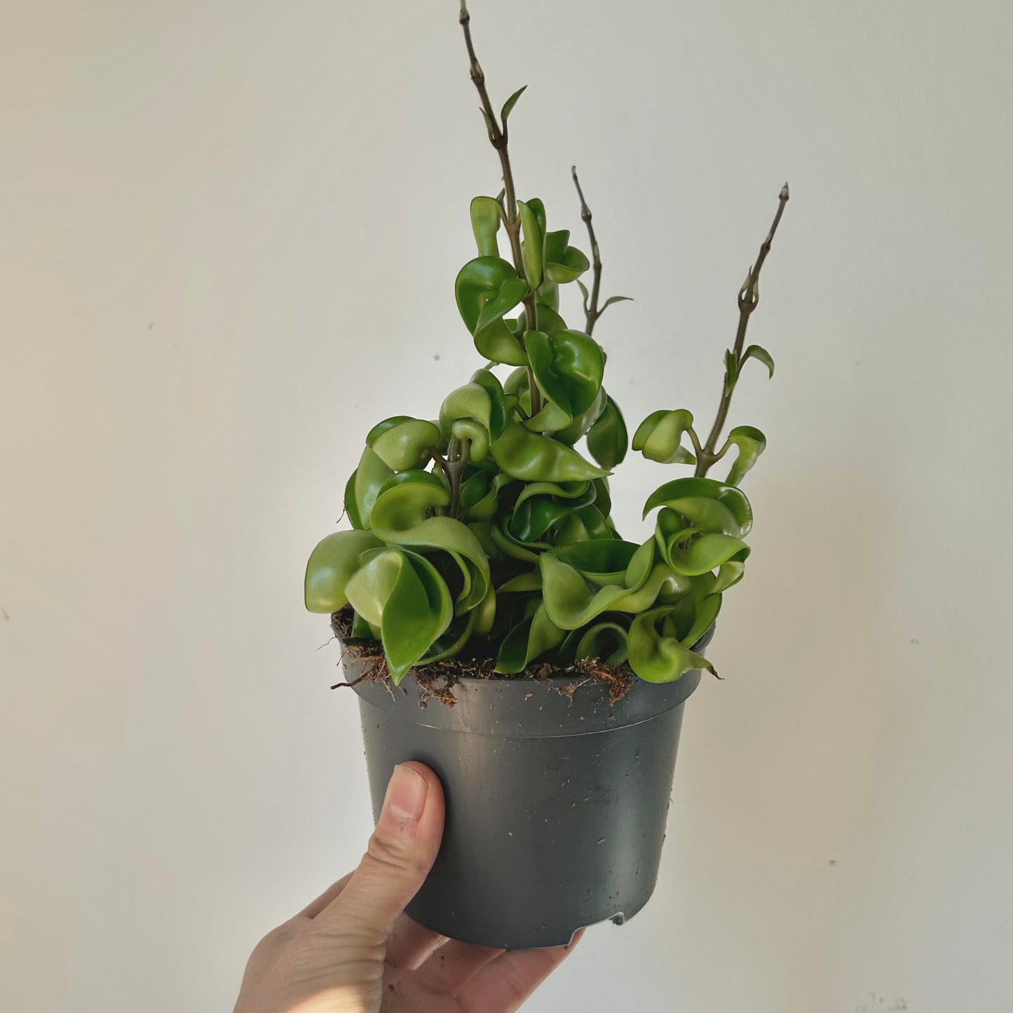 Rope Hoya (Carnosa compacta) 5” pot