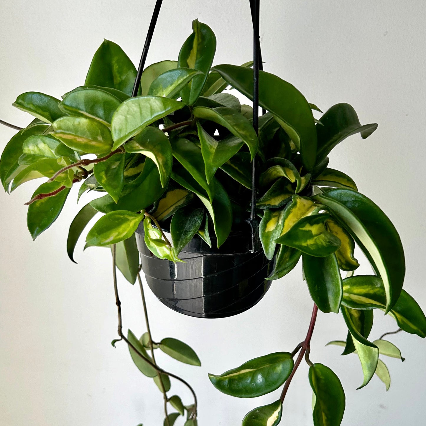 Hoya Tricolour “Krimson Princess” 6” hanging basket