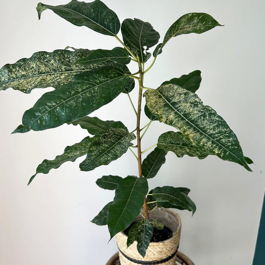 Variegated Clown Fig (Ficus aspera) approximately  3ft tall 6”pot