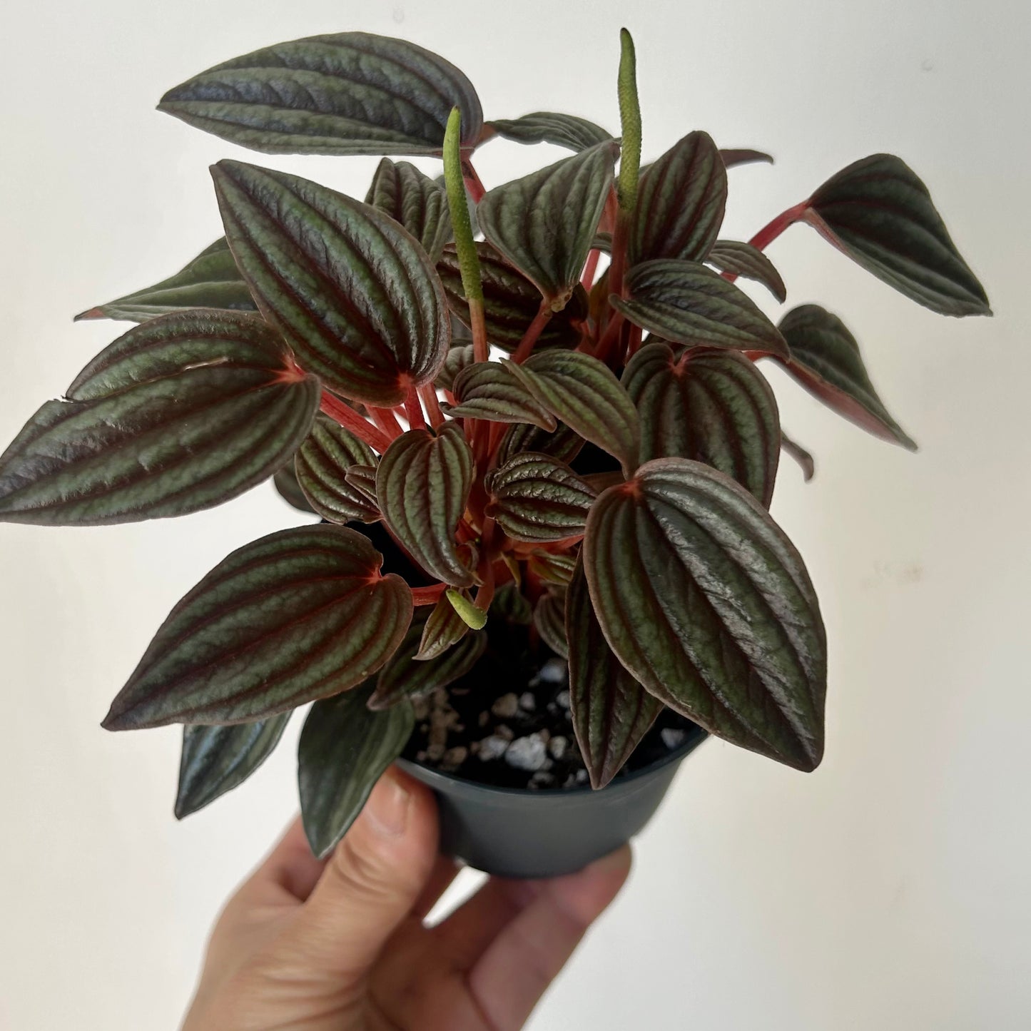 Peperomia caperata “Lima” 3.5”pot