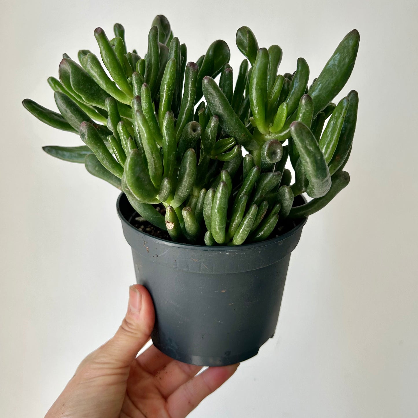 Hobbit Jade (Crassula) 5”pot