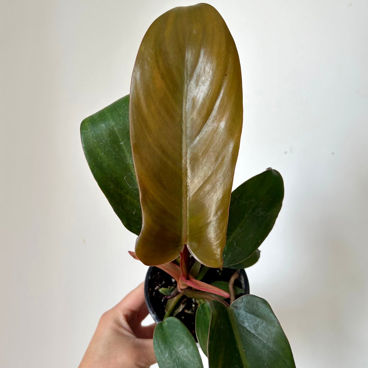 Philodendron Florida Bronze 3.5" pot
