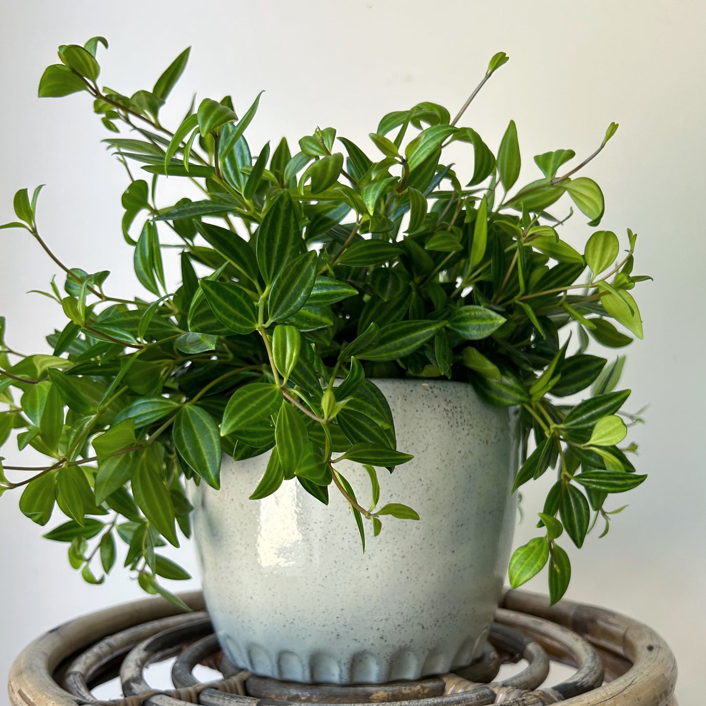 Peperomia “Beetle” (Angulata) 6” hanging basket