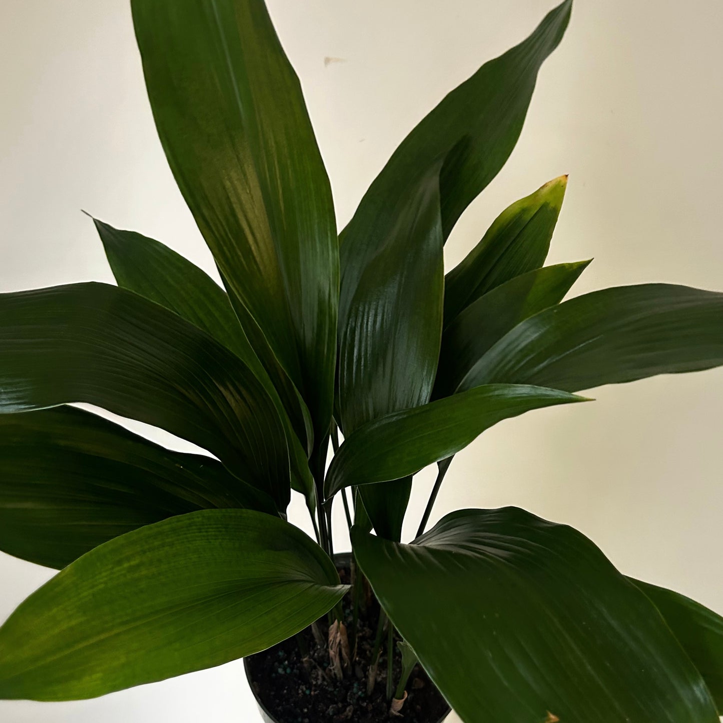 Cast Iron Plant (Aspidistra Elatior) 6” pot