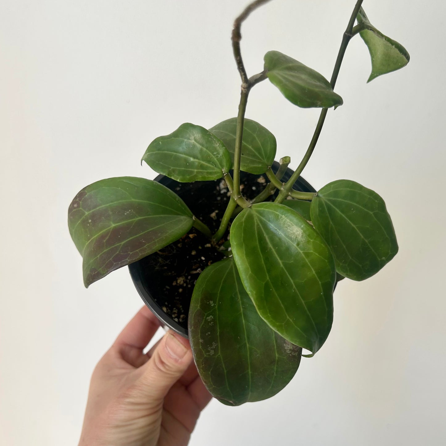 Hoya Qinquenervia 4” pot