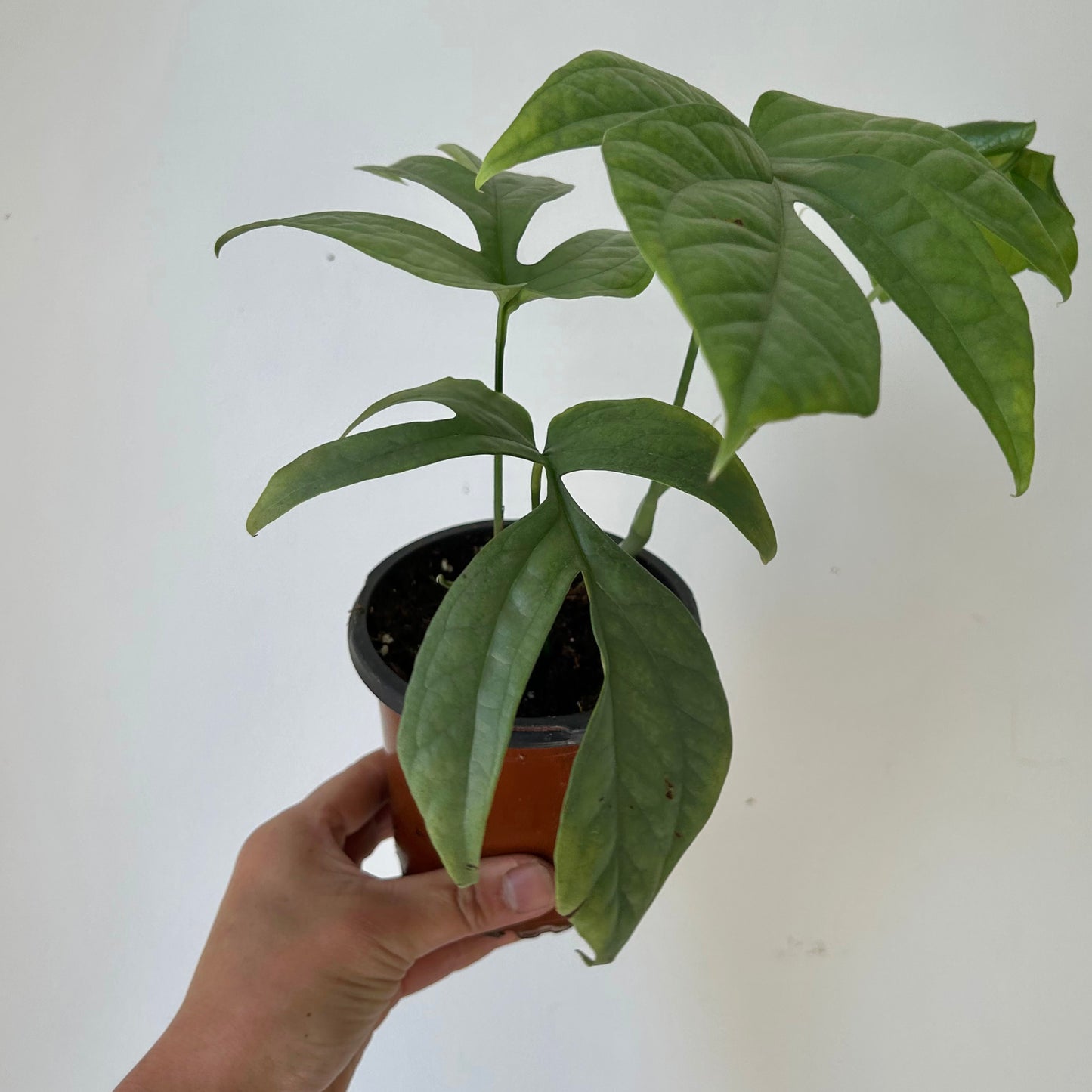 Amydrium Medium Silver 3.5”pot