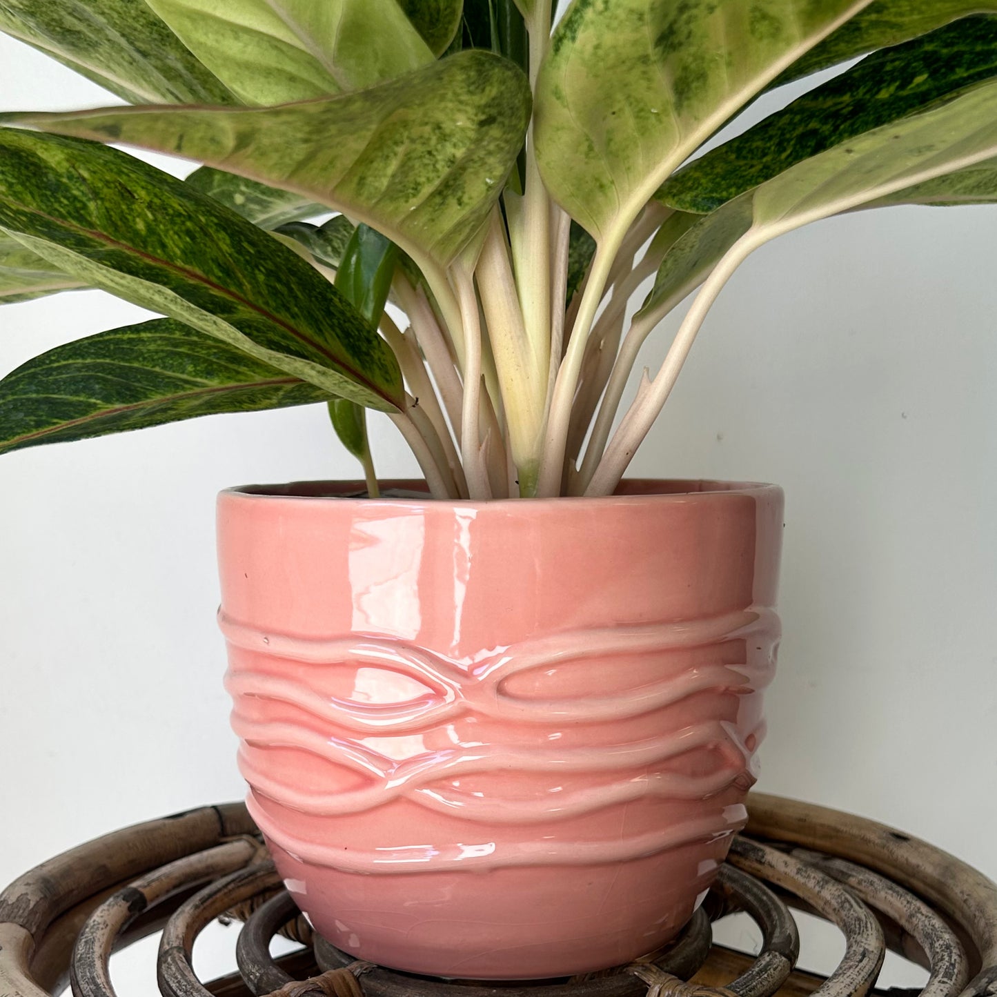 ROSLYN Cover Pot (6.5”x5.5”) available in ROSEY PEACH & WHITE
