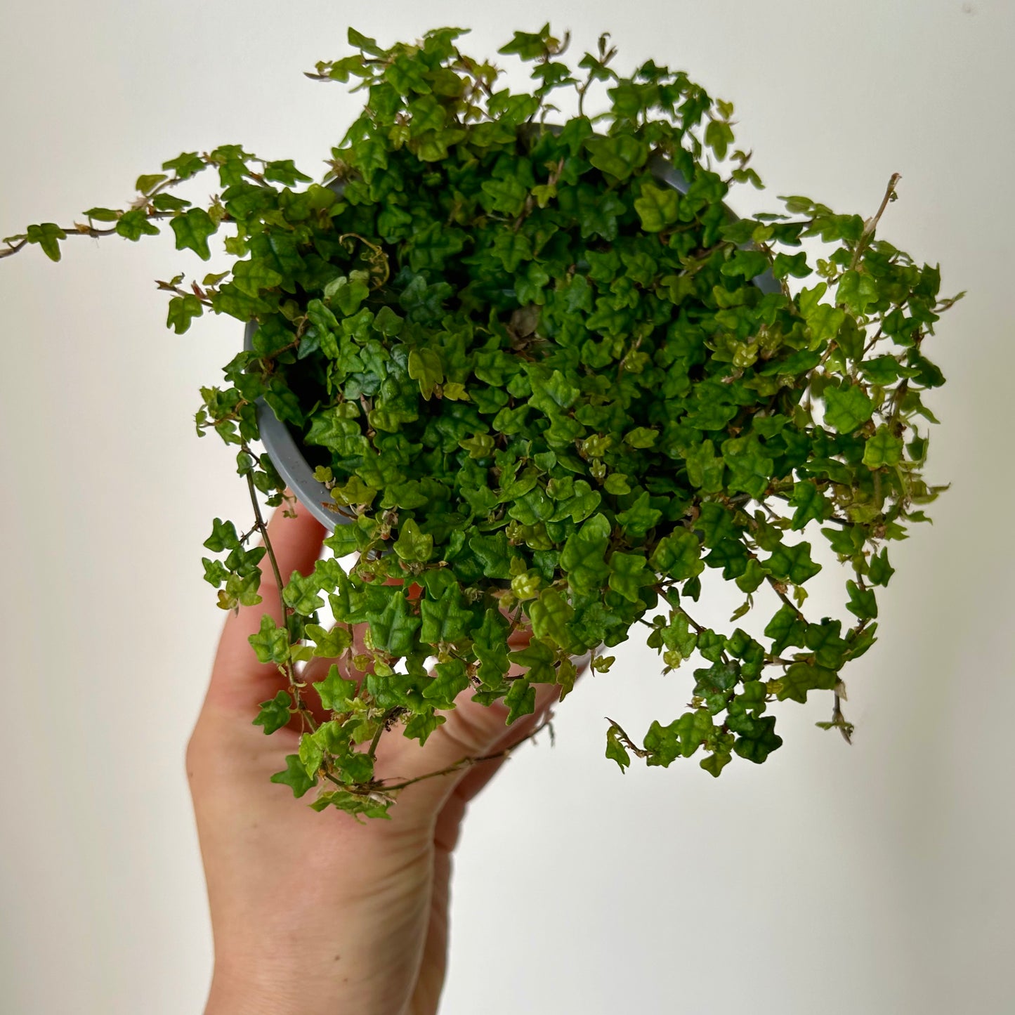 String of Frogs (Ficus pumila quercifolia) 4.25”pot