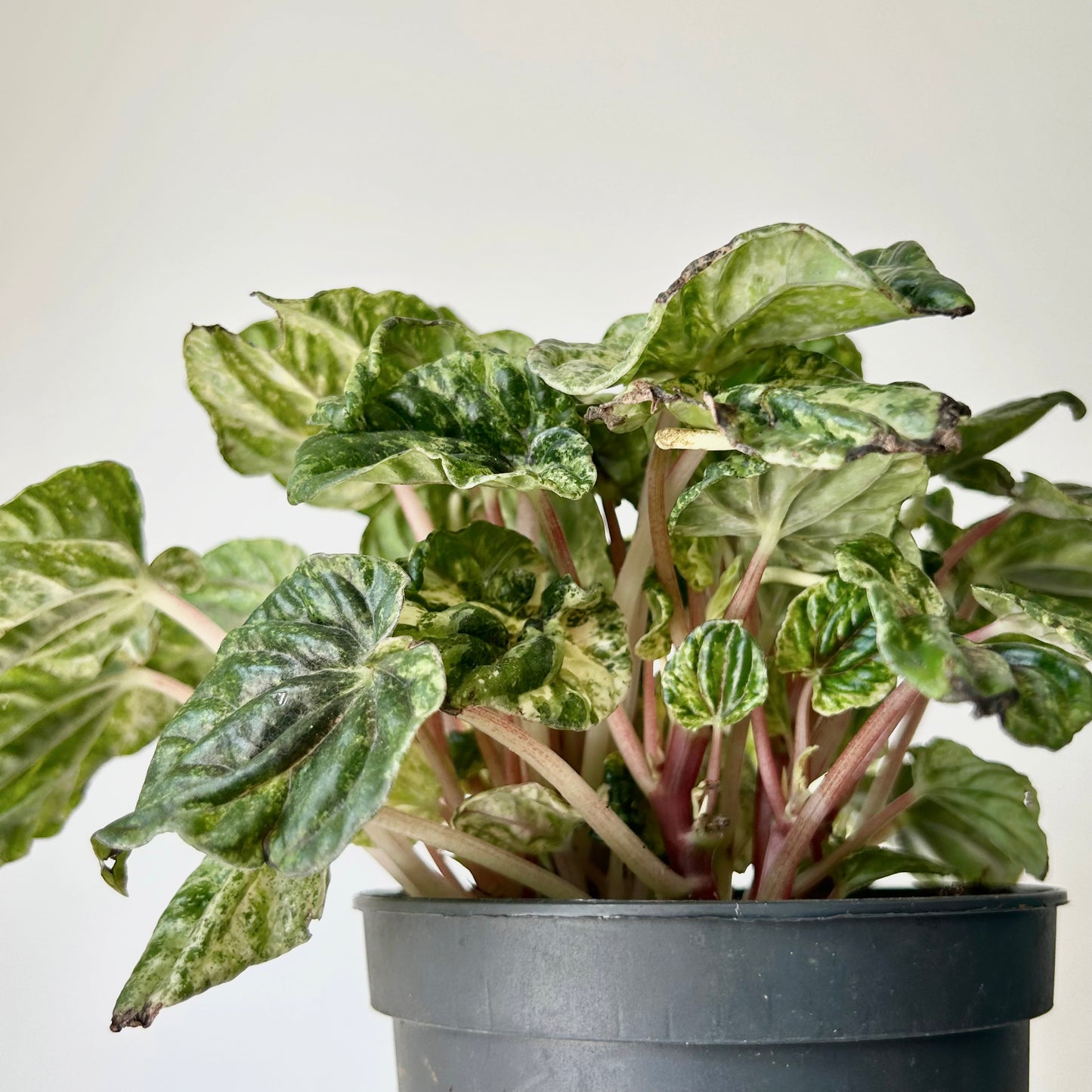 Variegated Peperomia Caperata “Buenos Aires” 5”pot